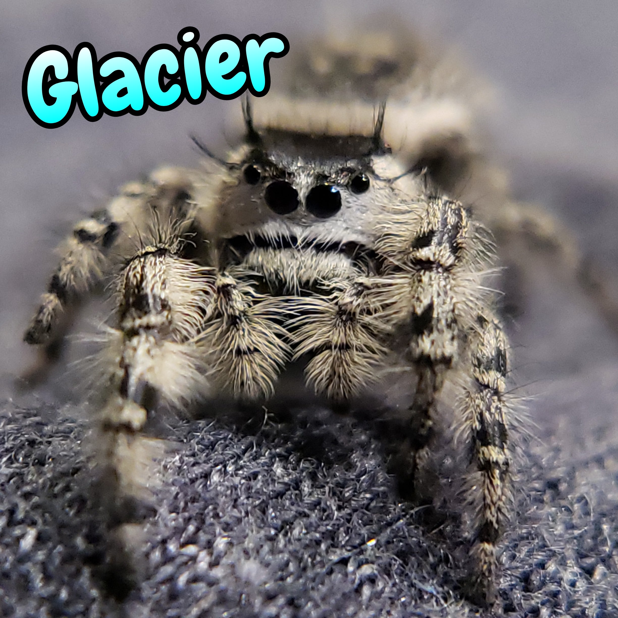 Otiosus Jumping Spider "Glacier" (High White)