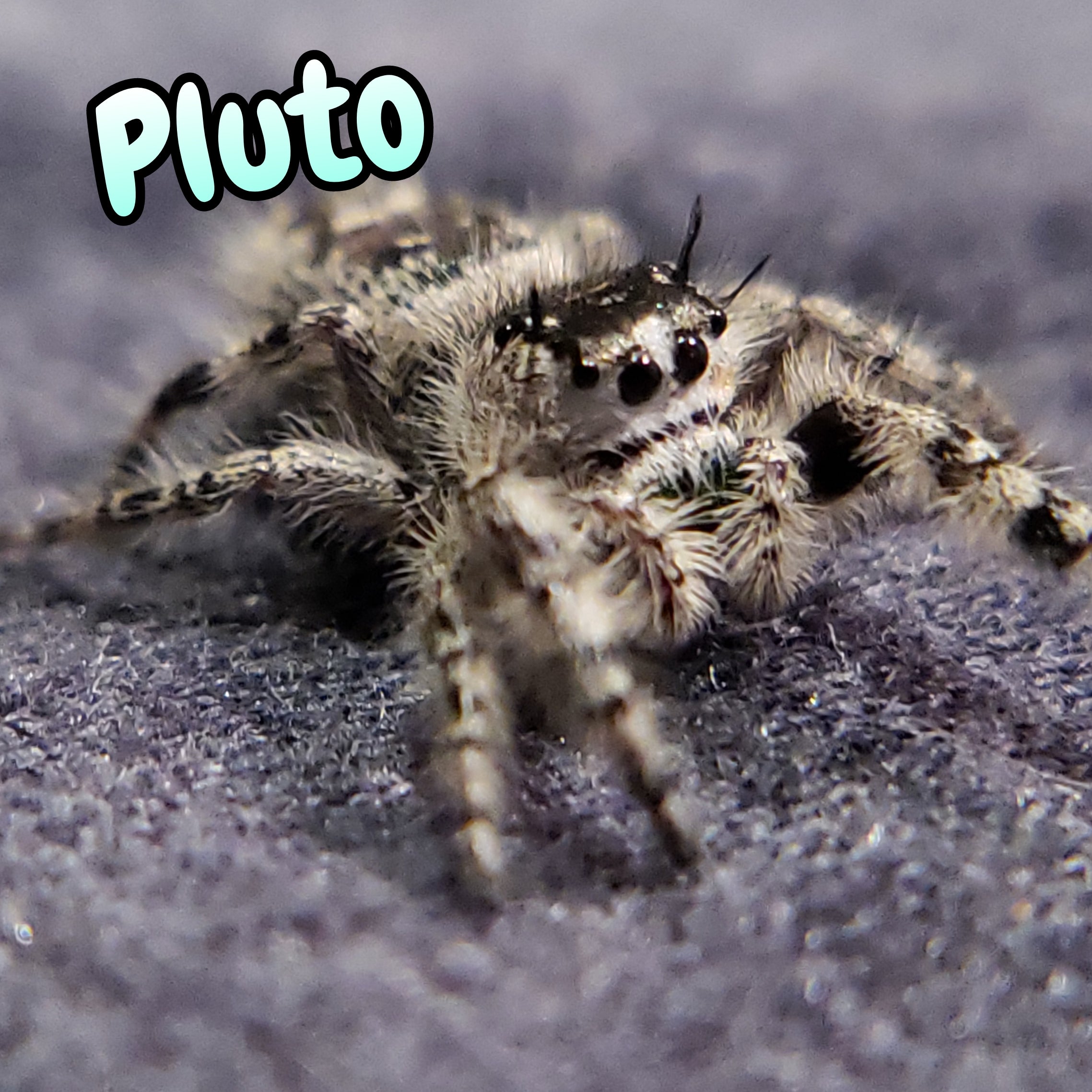 Otiosus Jumping Spider "Pluto" (High White)