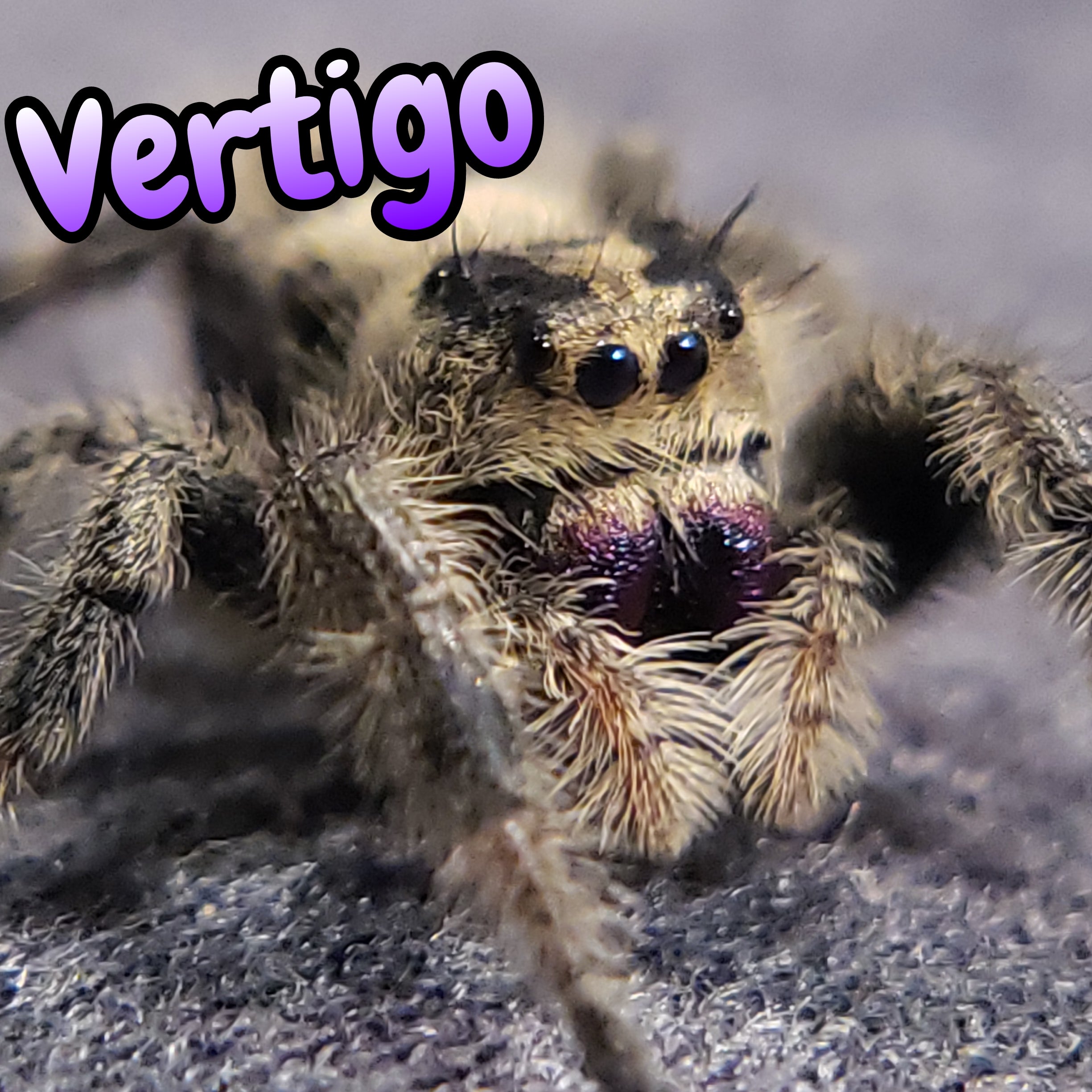 Regal Jumping Spider "Vertigo"