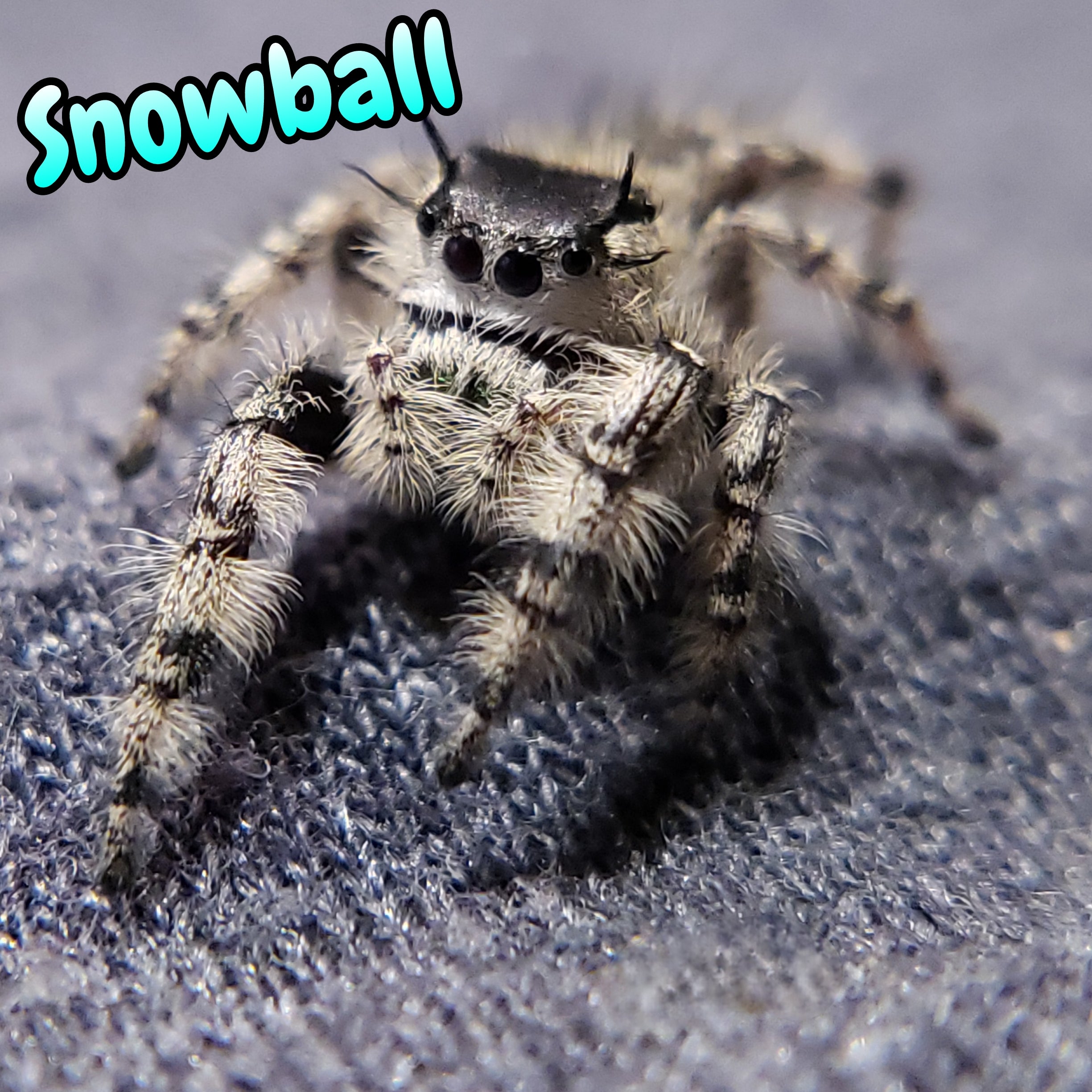 Otiosus Jumping Spider "Snowball" (High White)