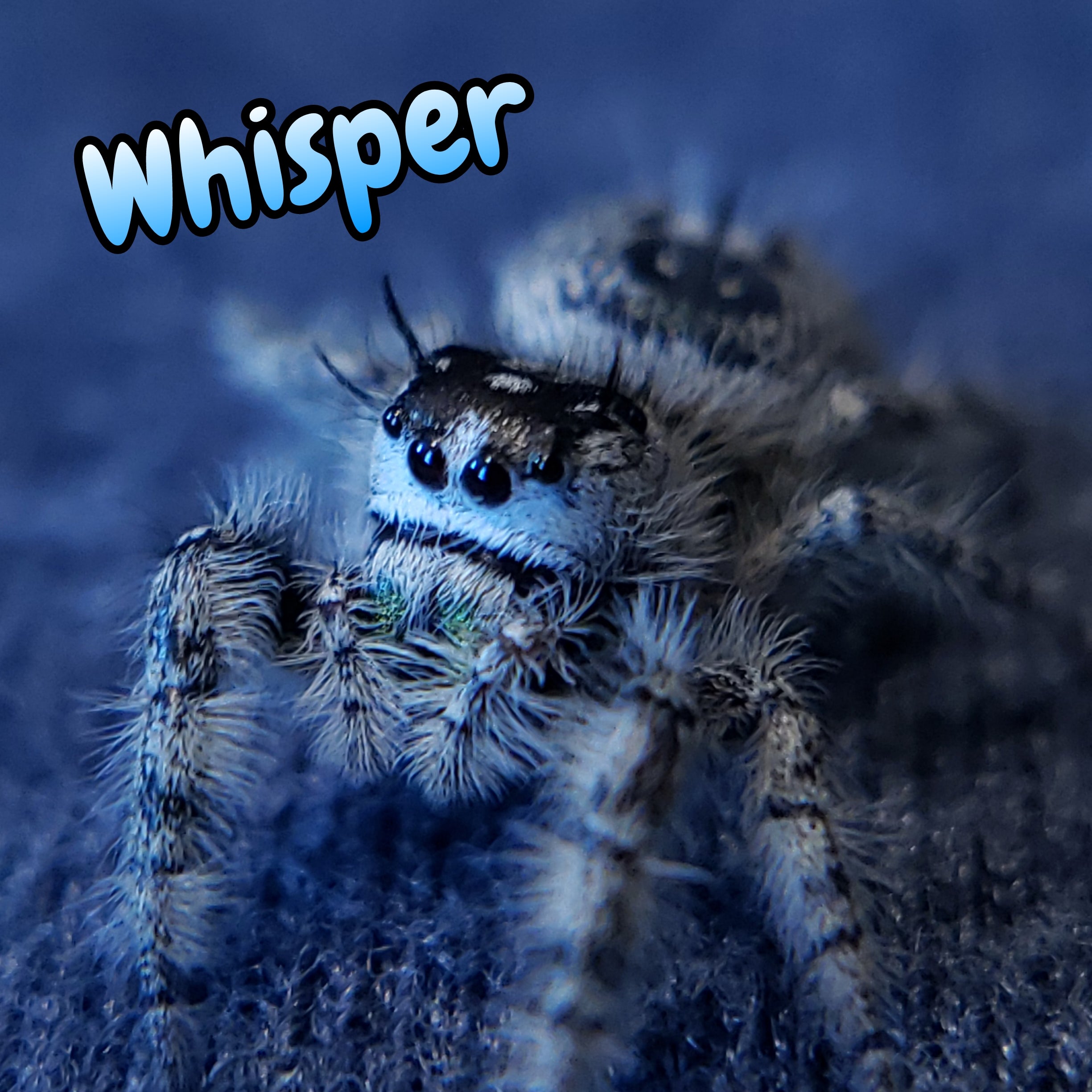 Otiosus Jumping Spider "Whisper" (High White)