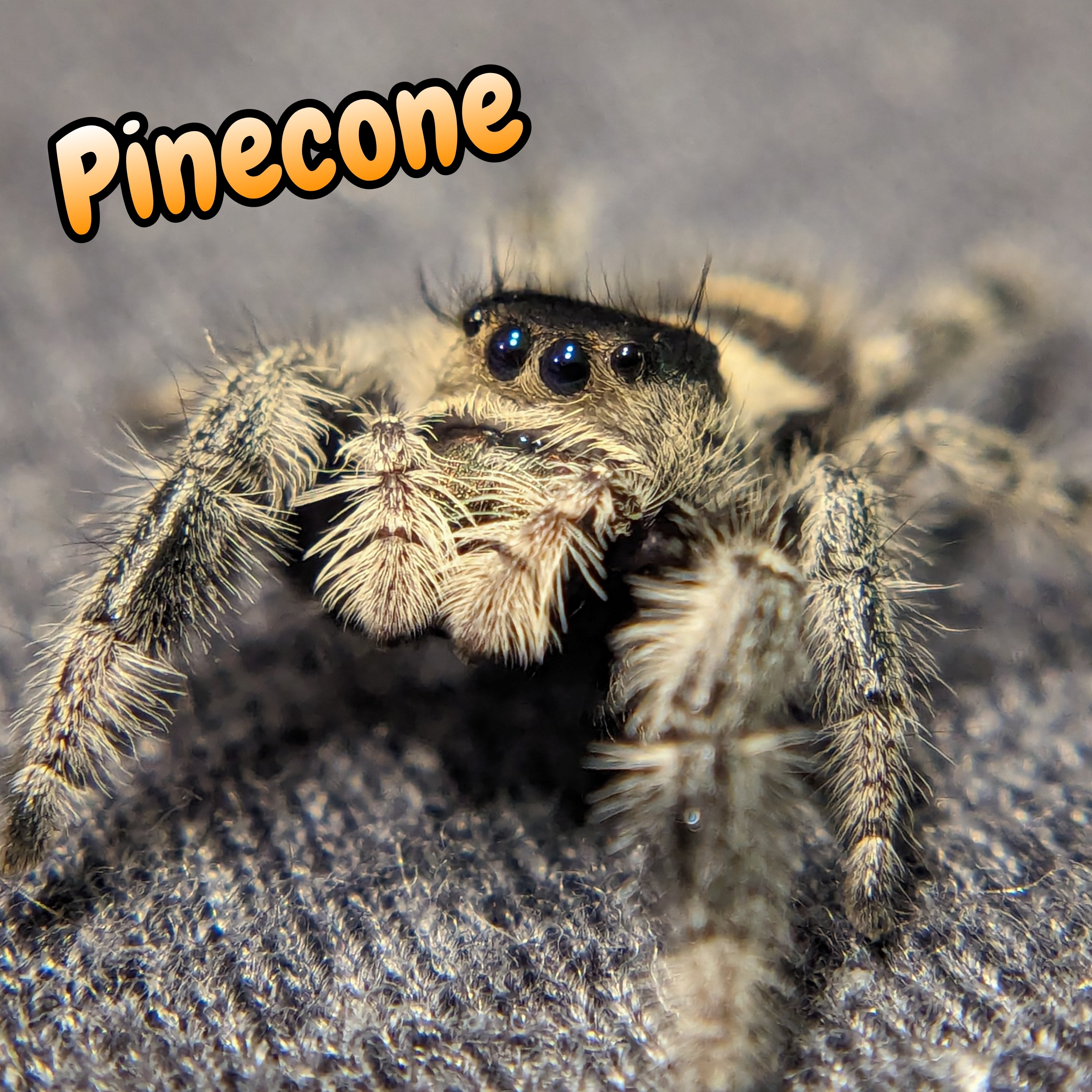 Regal Jumping Spider "Pinecone"