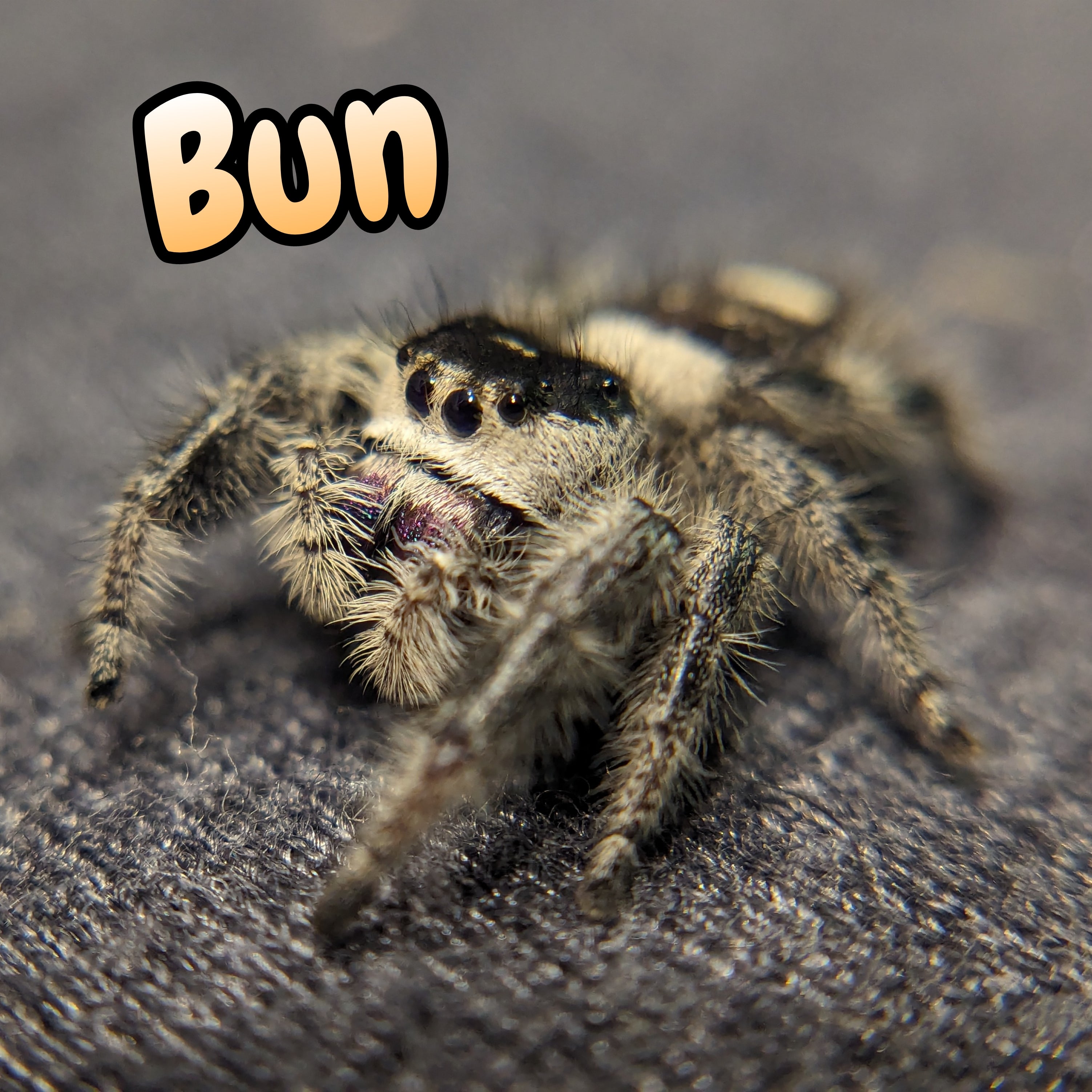 Regal Jumping Spider "Bun"