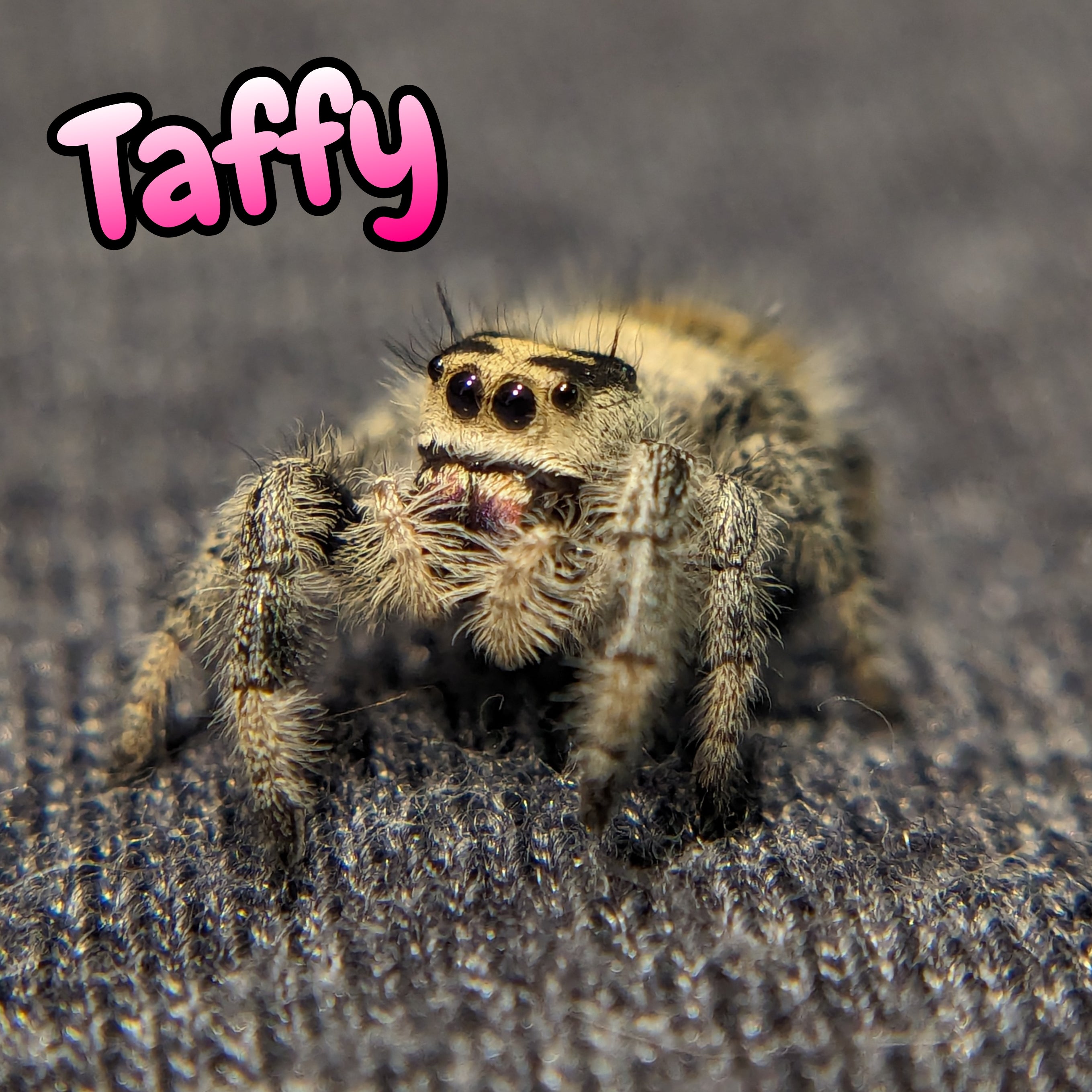 Regal Jumping Spider "Taffy"