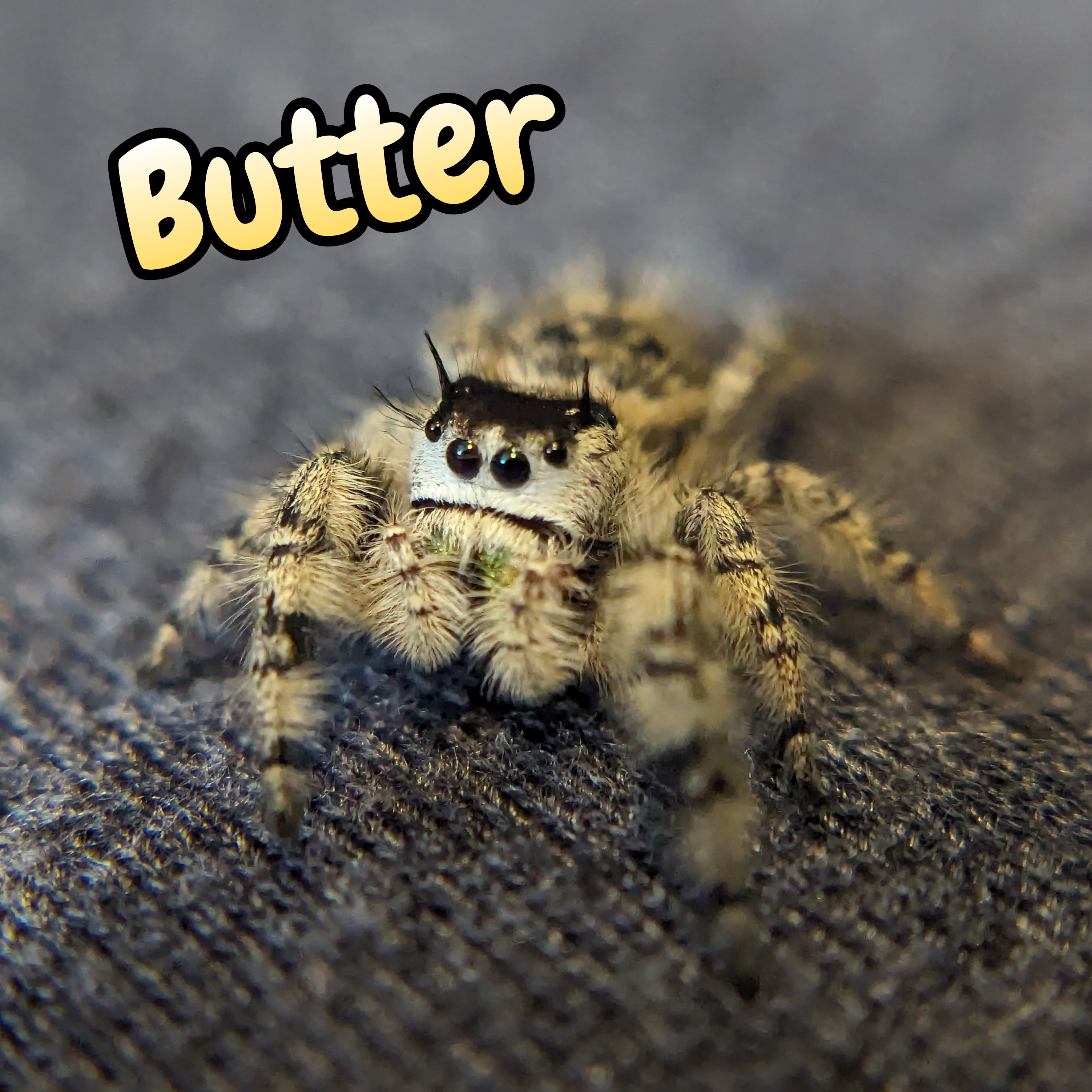 Otiosus Jumping Spider "Butter" (High White)