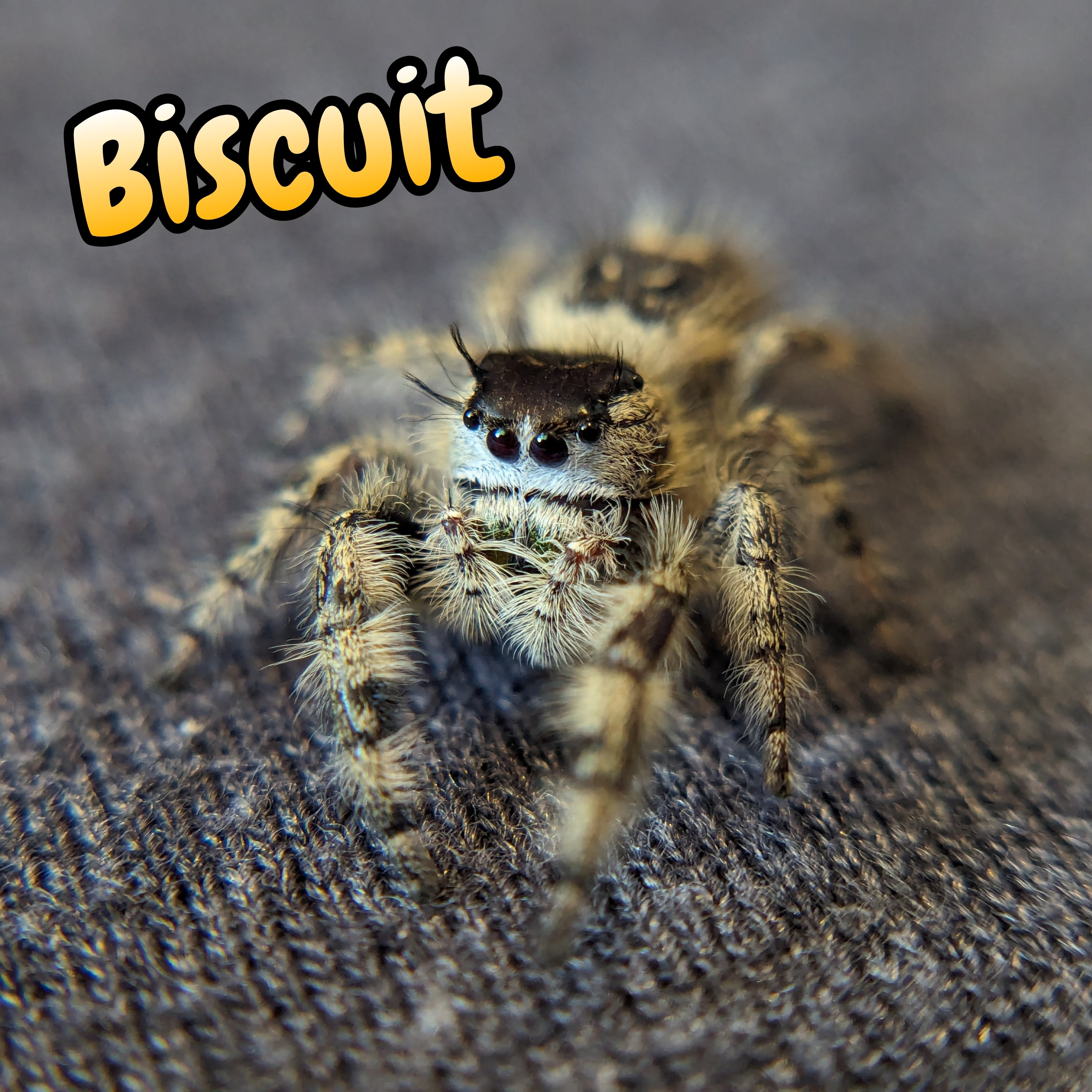 Otiosus Jumping Spider "Biscuit" (High White)