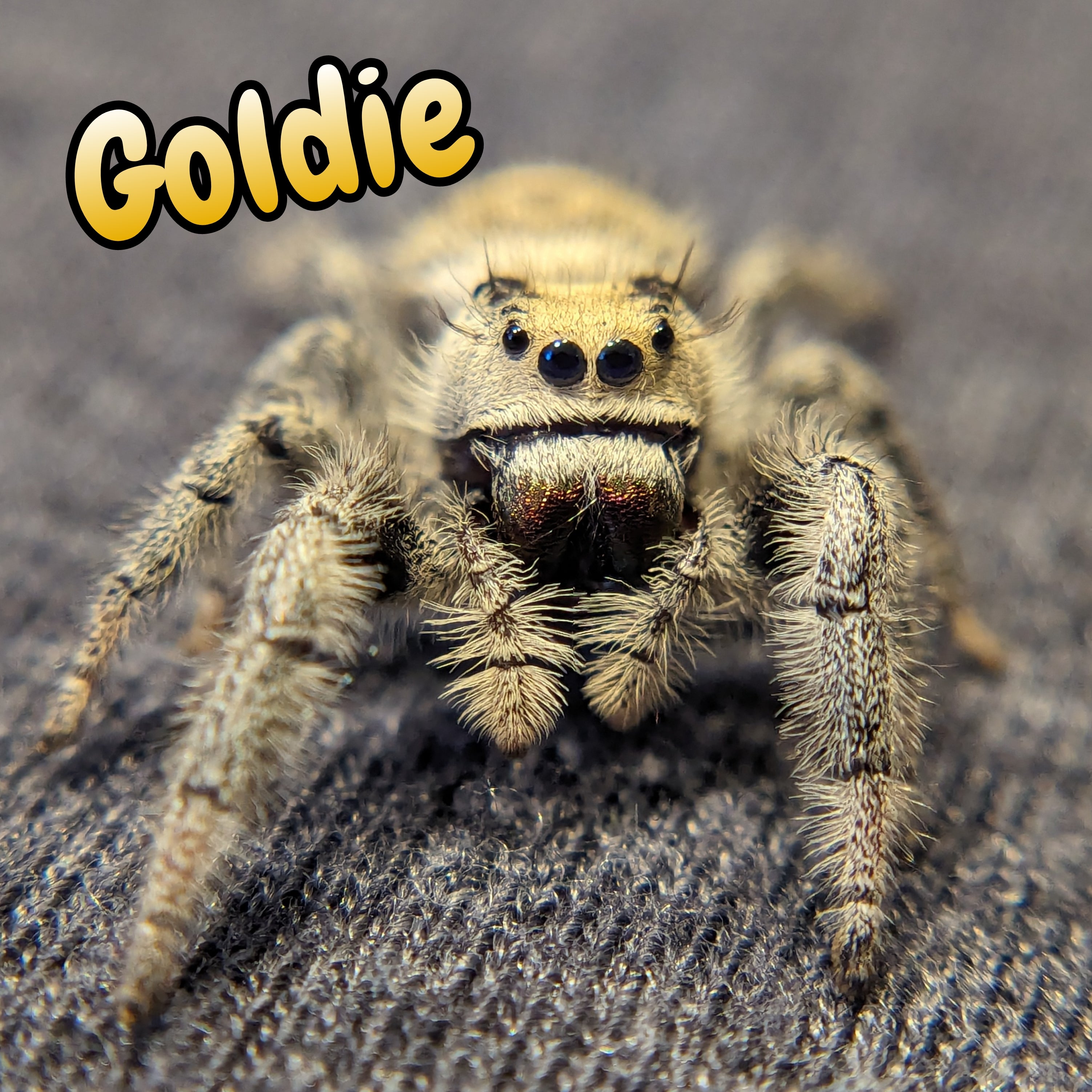 Regal Jumping Spider "Goldie"