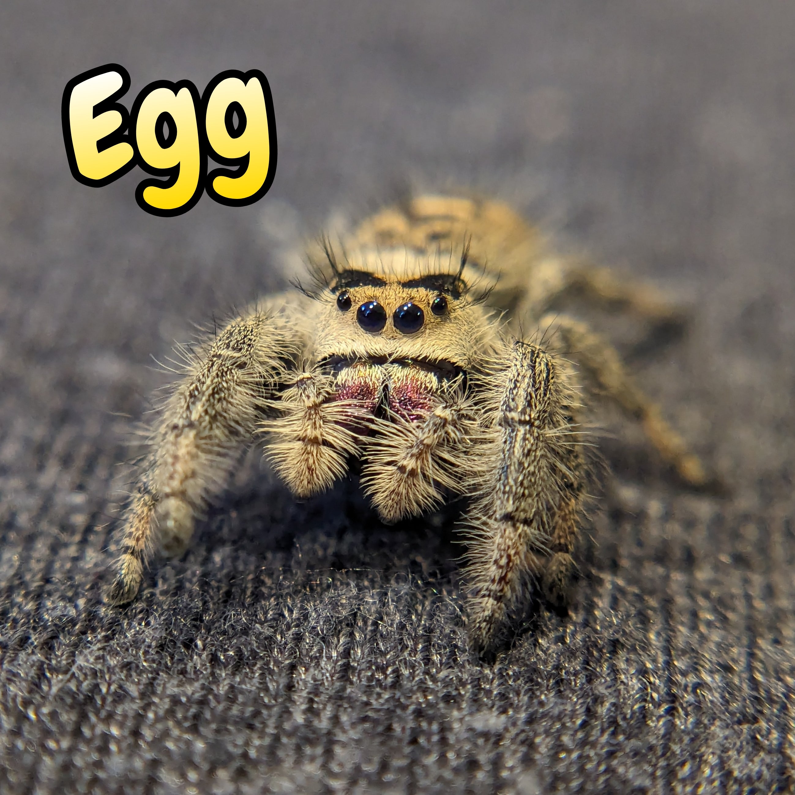 Regal Jumping Spider "Egg"