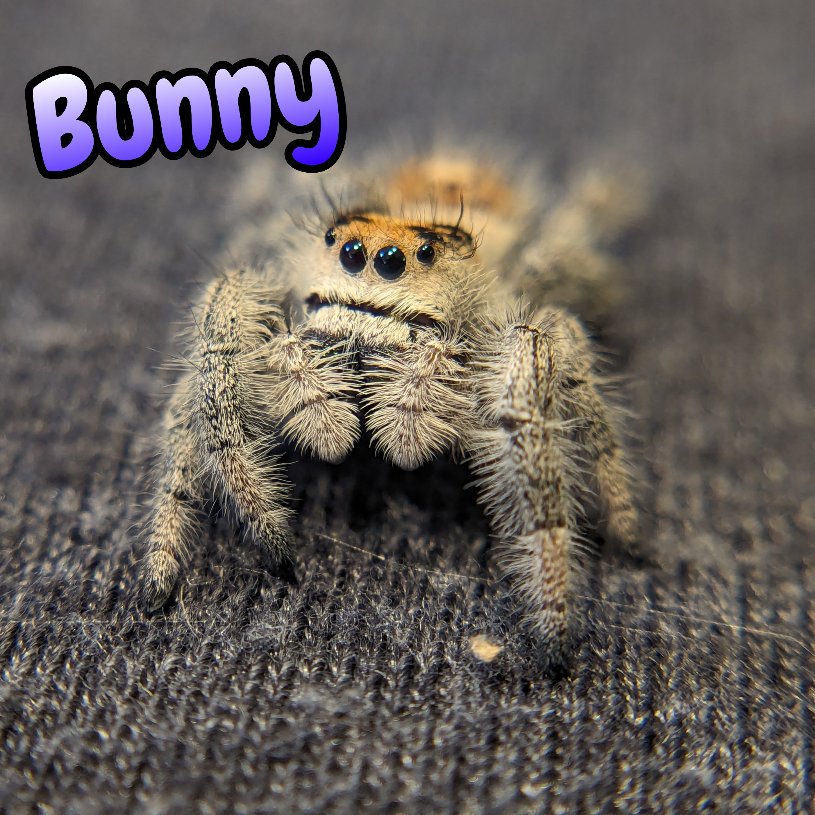 Regal Jumping Spider "Bunny"