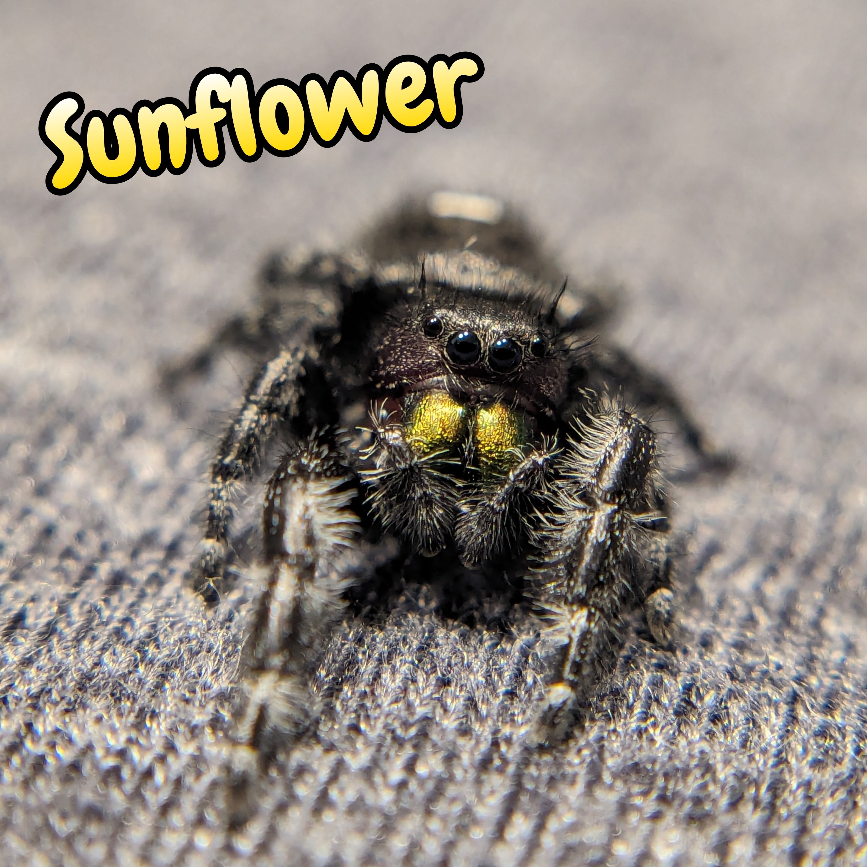 Audax Jumping Spider "Sunflower"