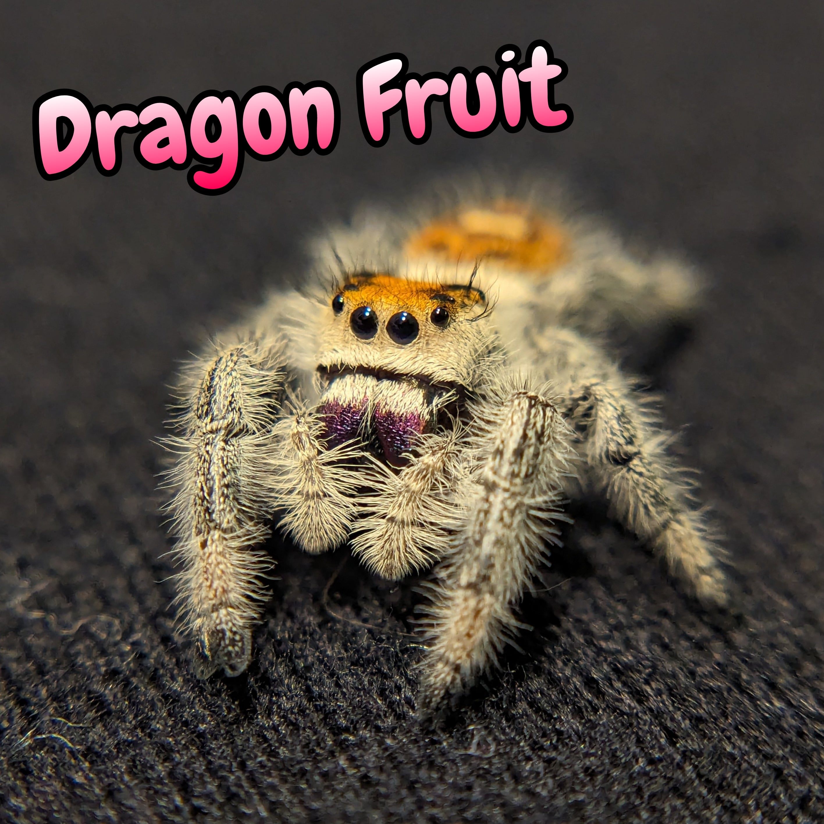 Regal Jumping Spider "Dragon Fruit"