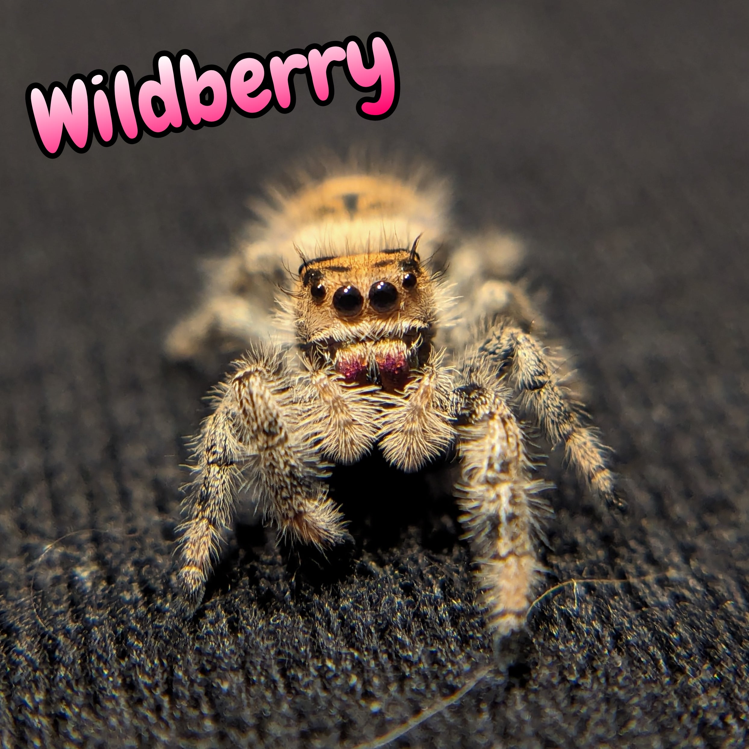 Regal Jumping Spider "WildBerry"