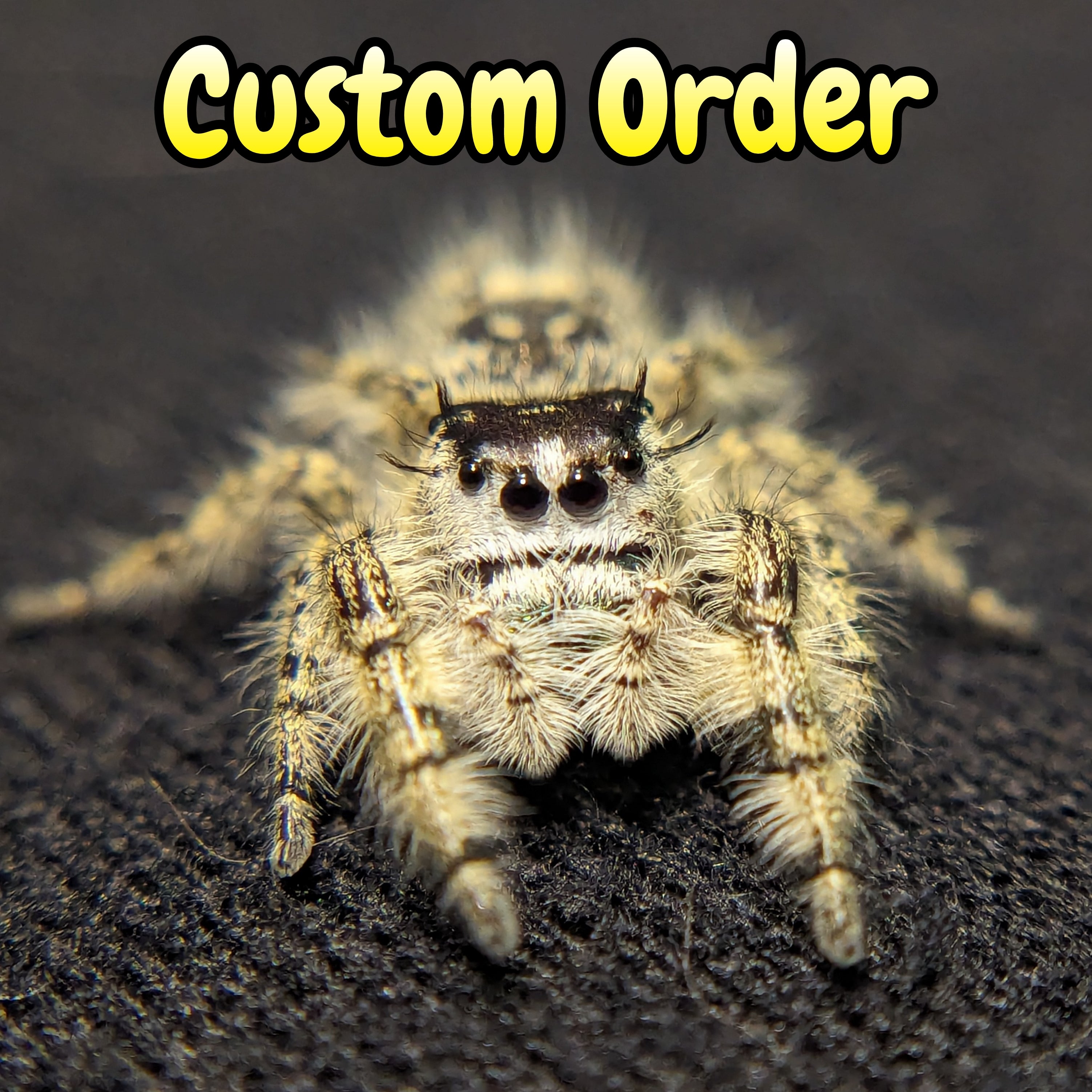 Custom Order