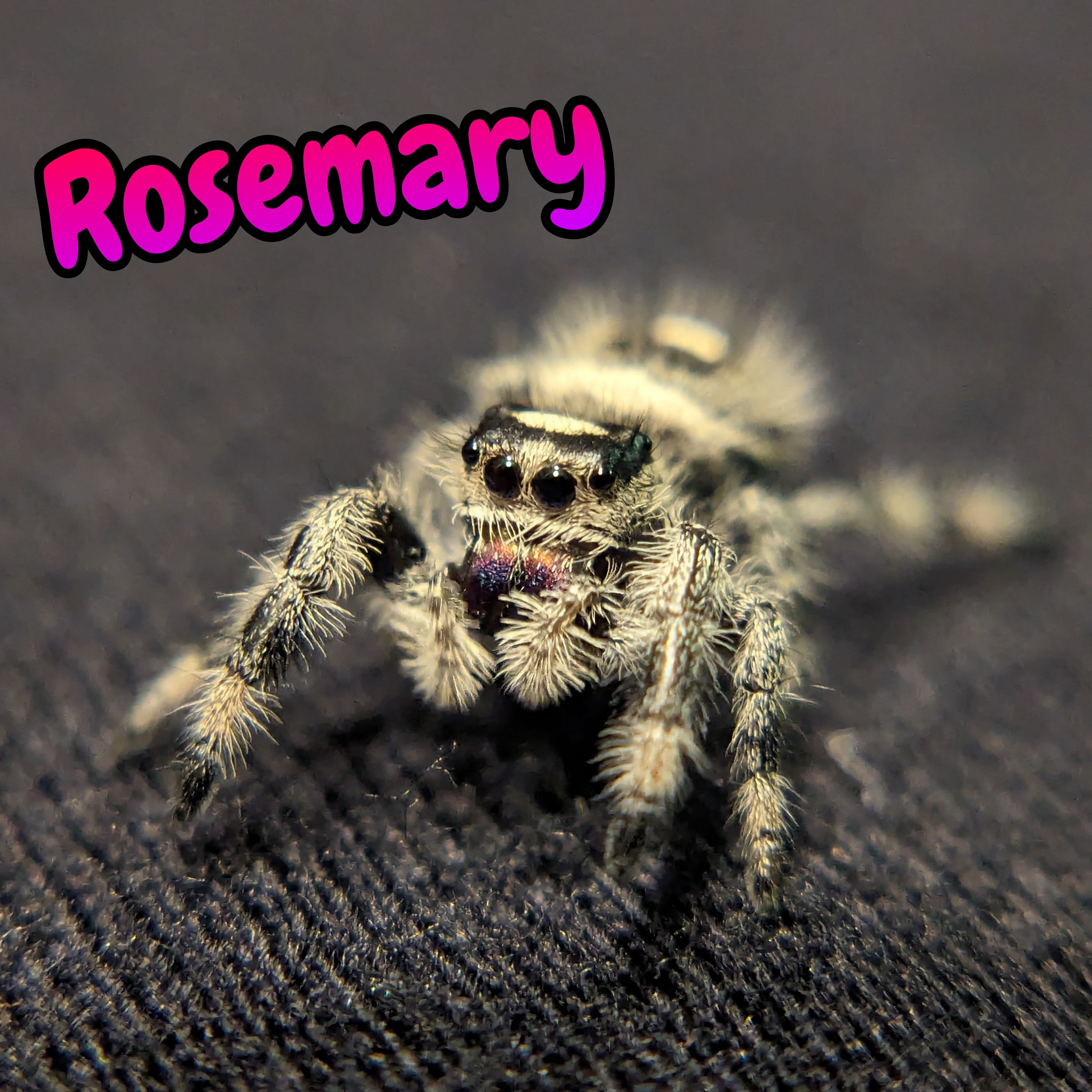 Rosemary - Female Apalachicola Phidippus regius Jumping Spider