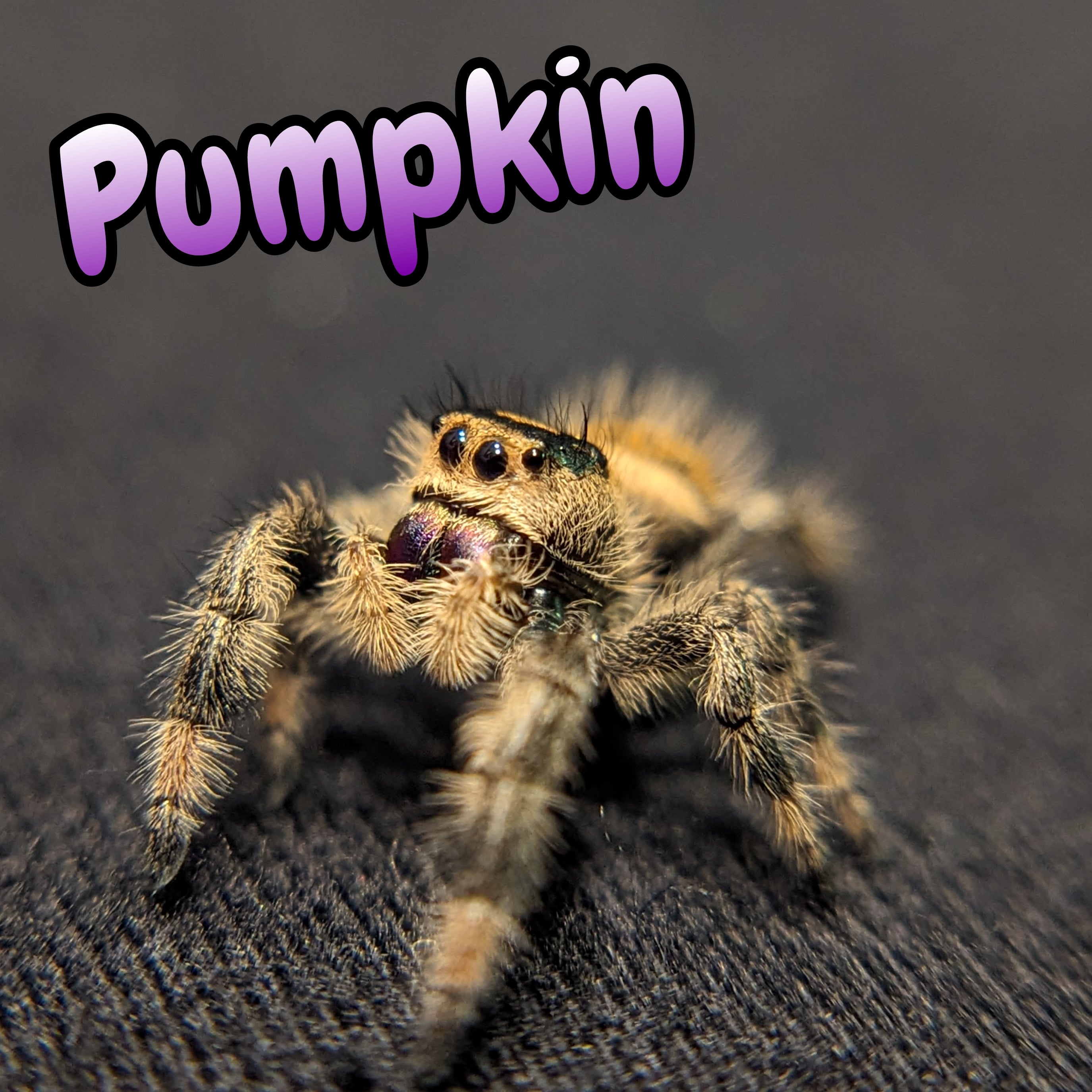 apalachicola Regal Jumping Spider, Named Pumpkin, For Sale