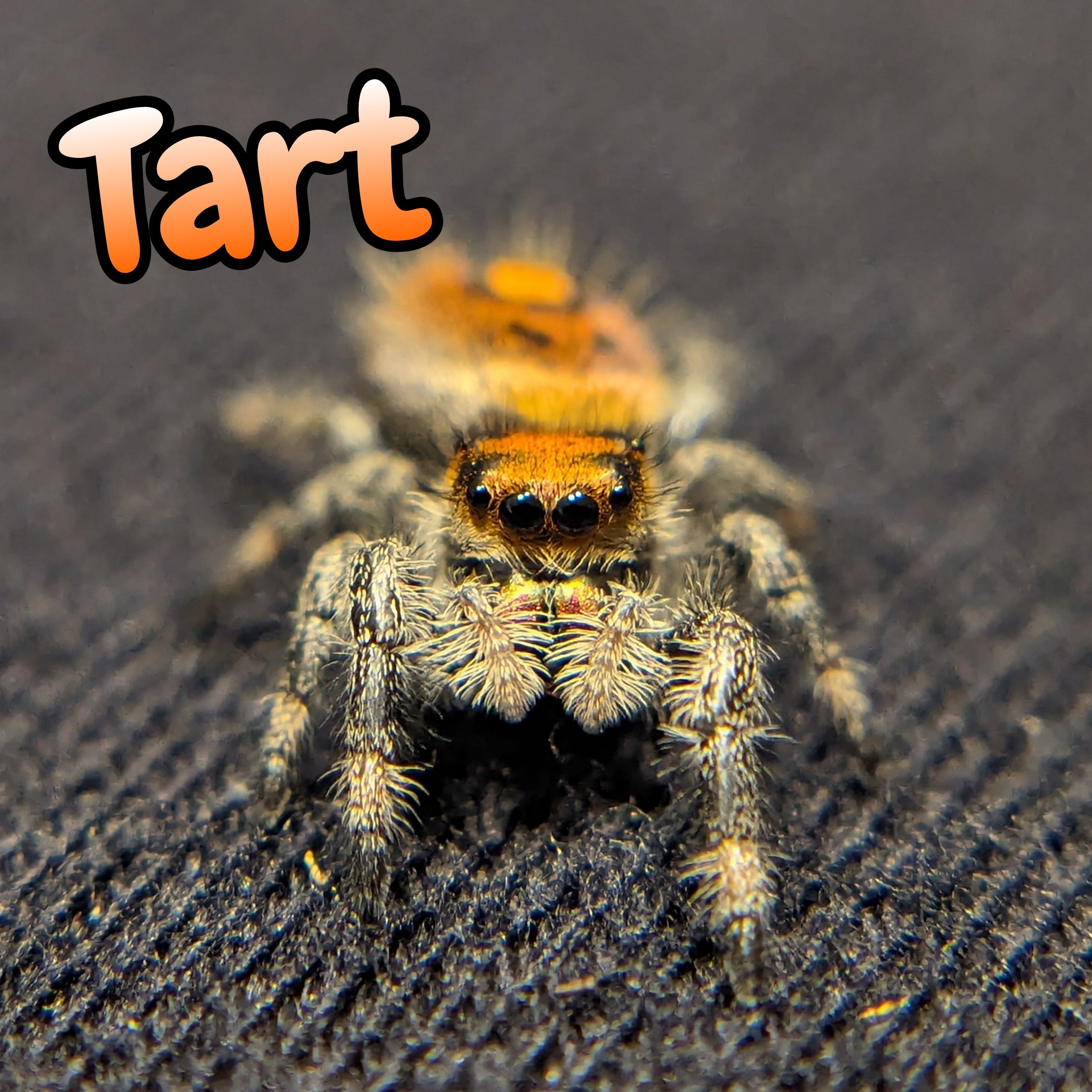 Regal Jumping Spider "Tart"