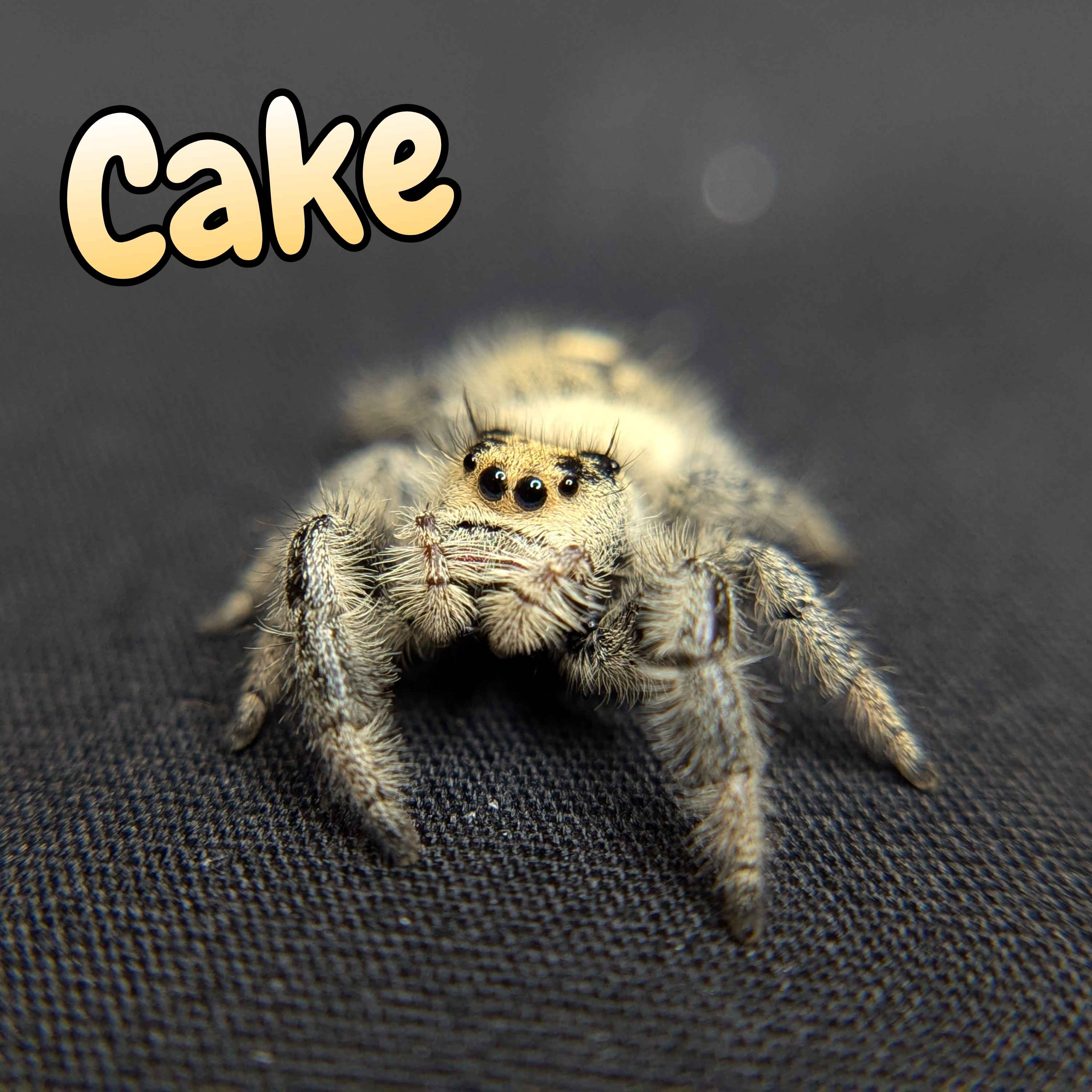 jumping spider for sale