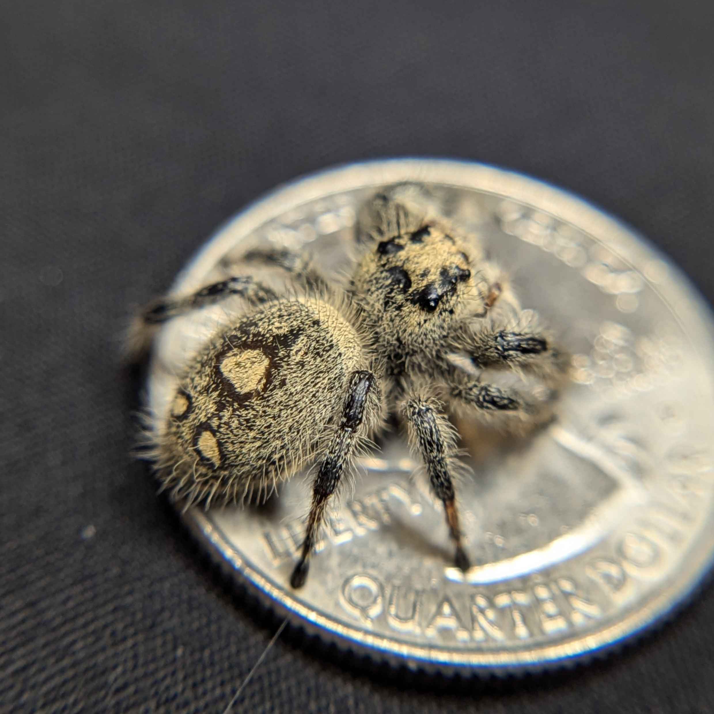 Regal Jumping Spider "Cake"