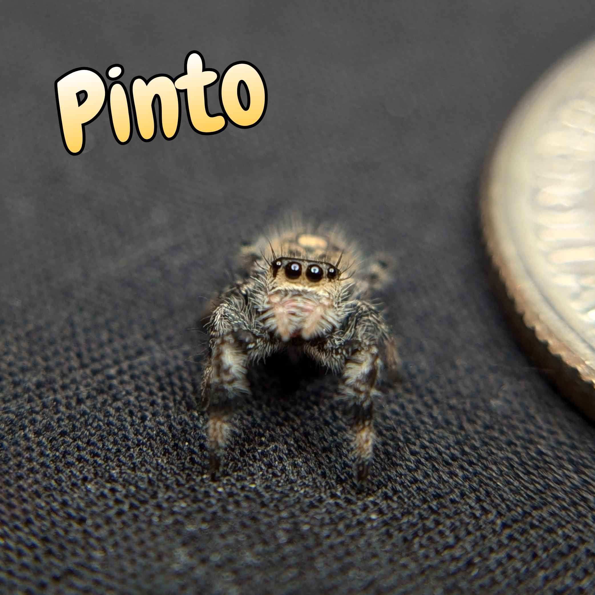 jumping spiders for sale