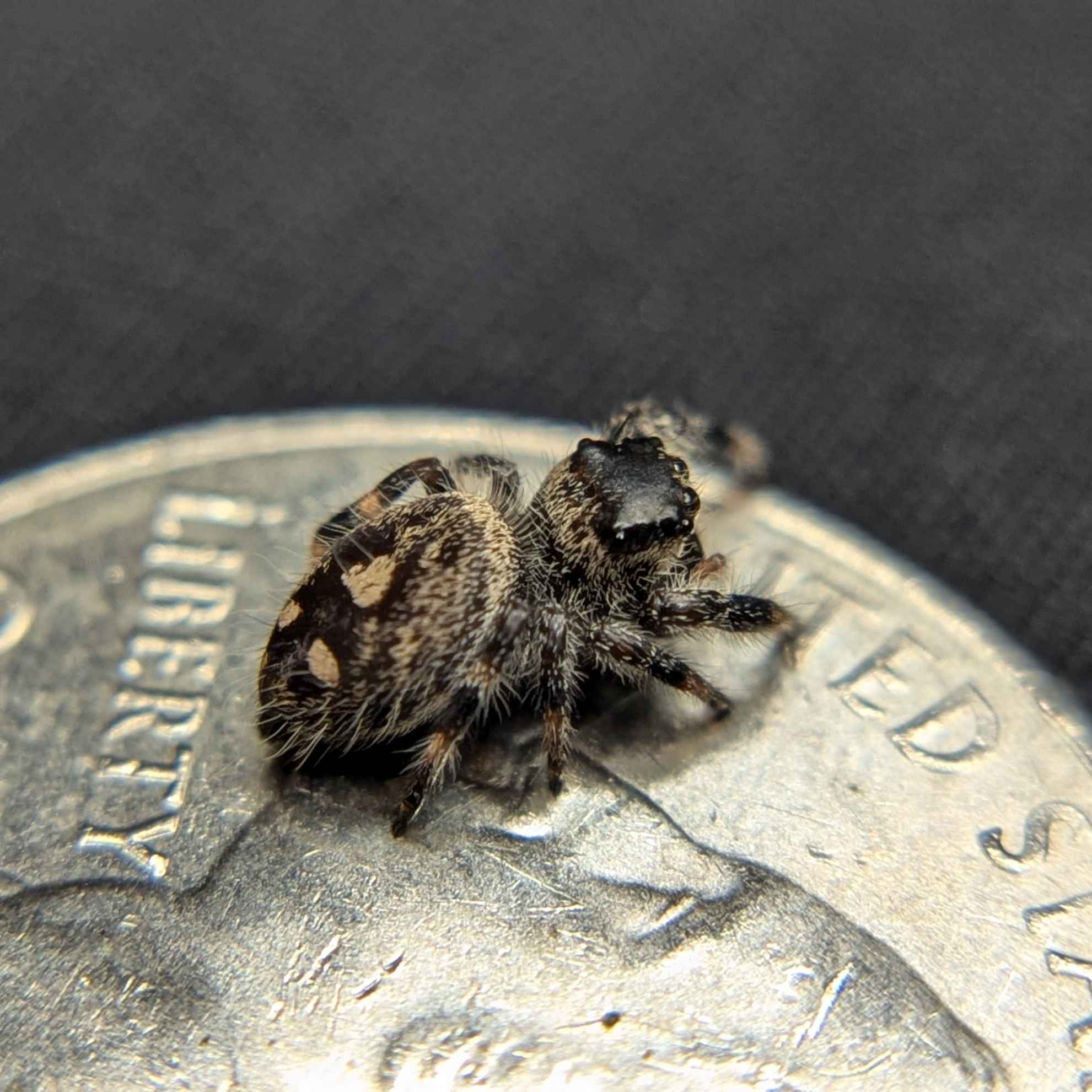 Regal Jumping Spider "Pinto"