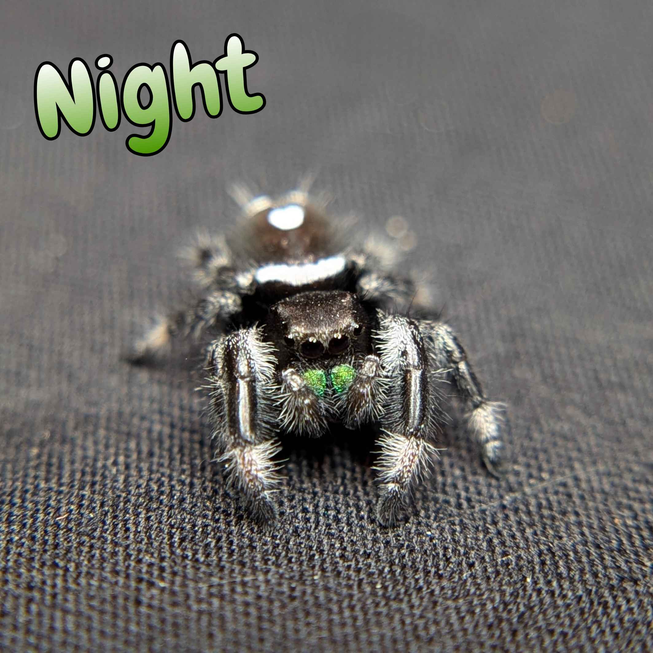 jumping spiders for sale