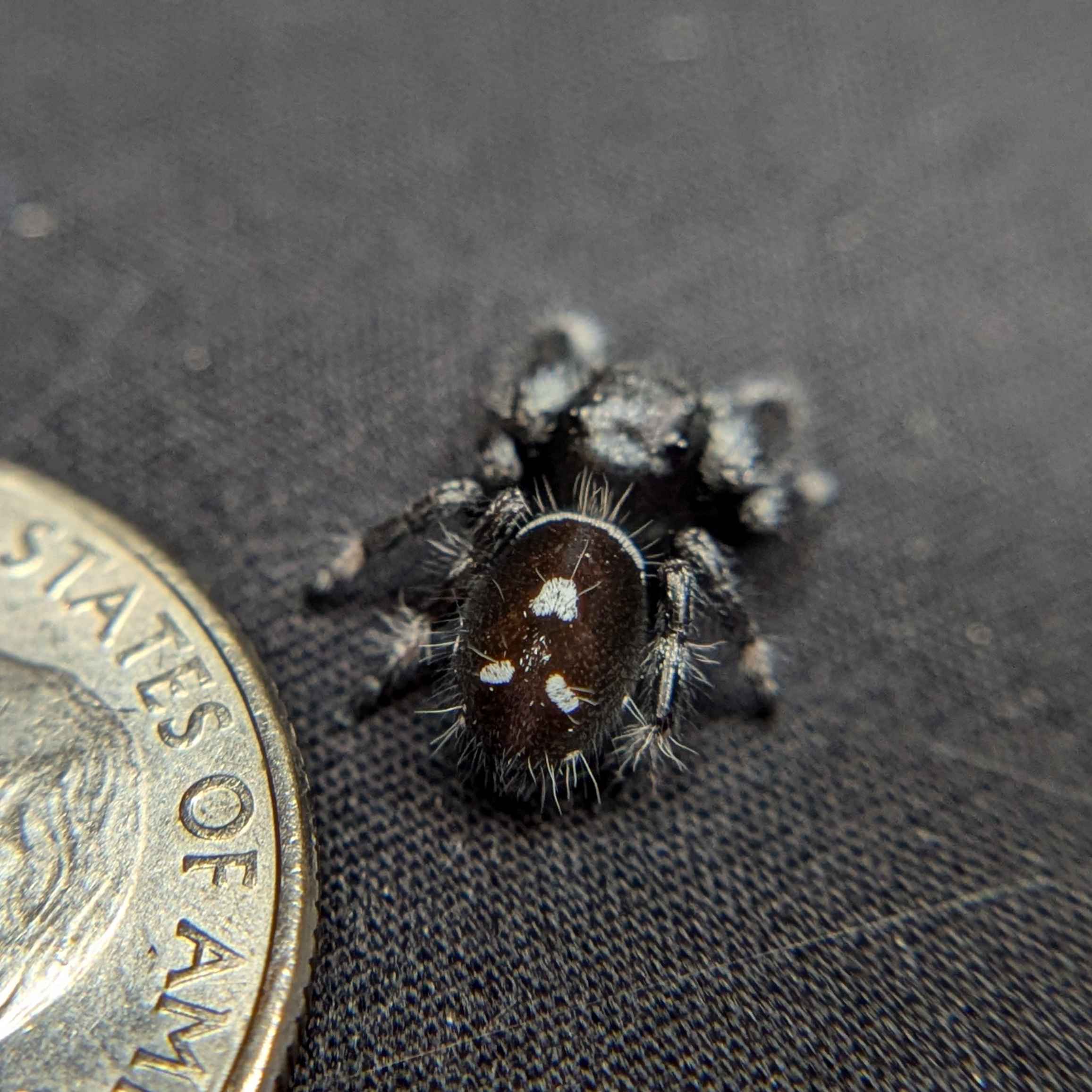 Regal Jumping Spider "Night"