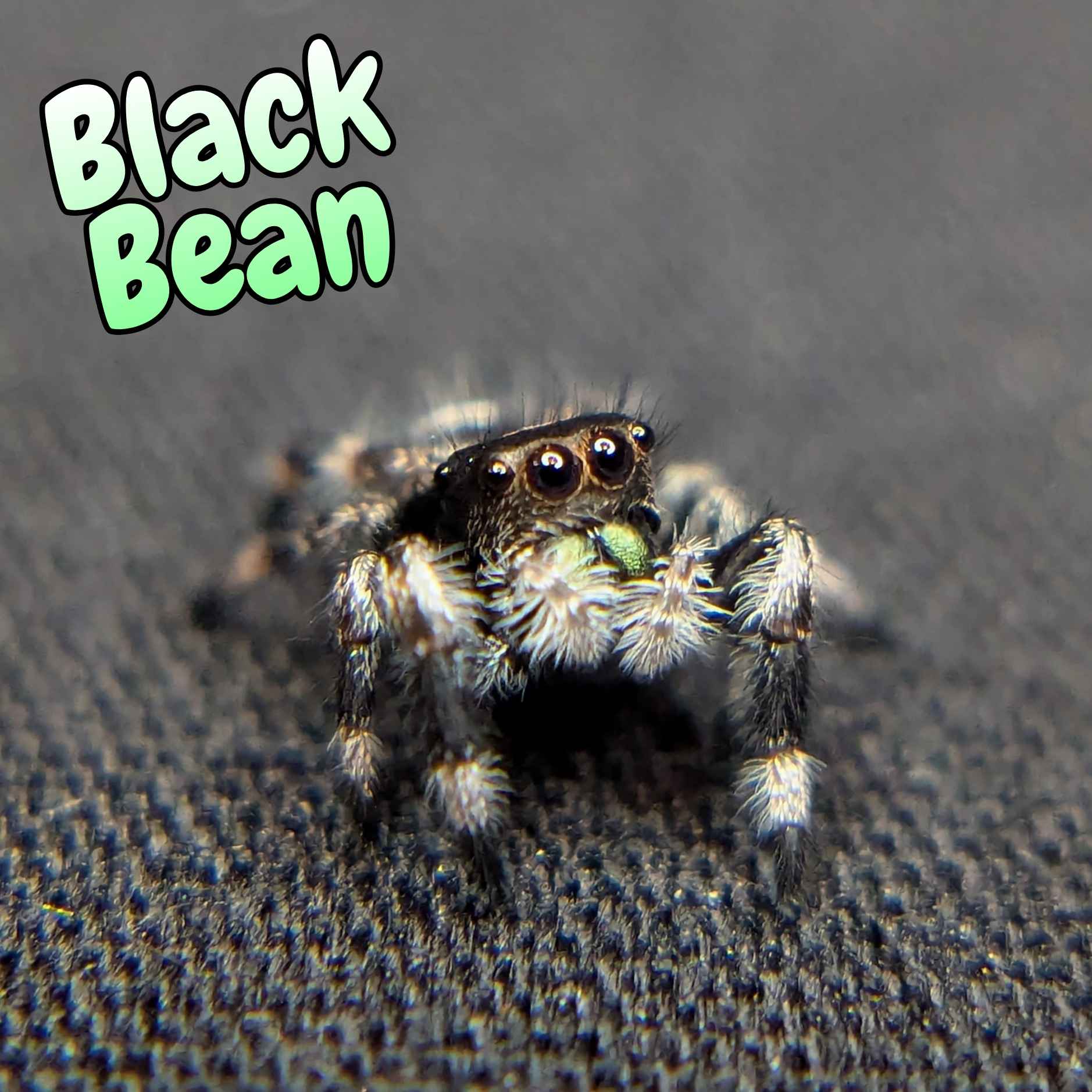 male regal jumping spider for sale named black bean, Front view