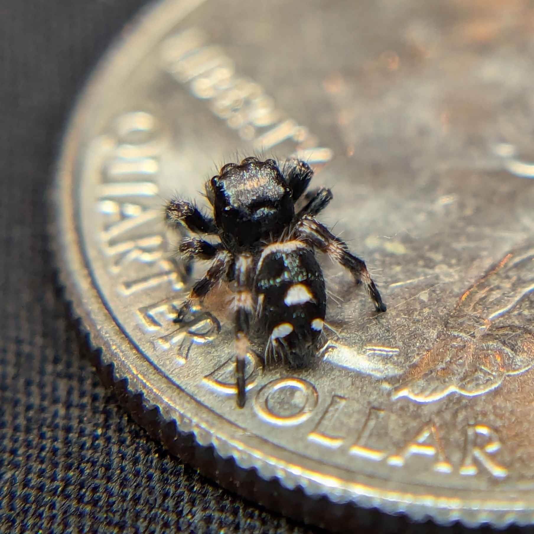 male regal jumping spider for sale named black bean, back view