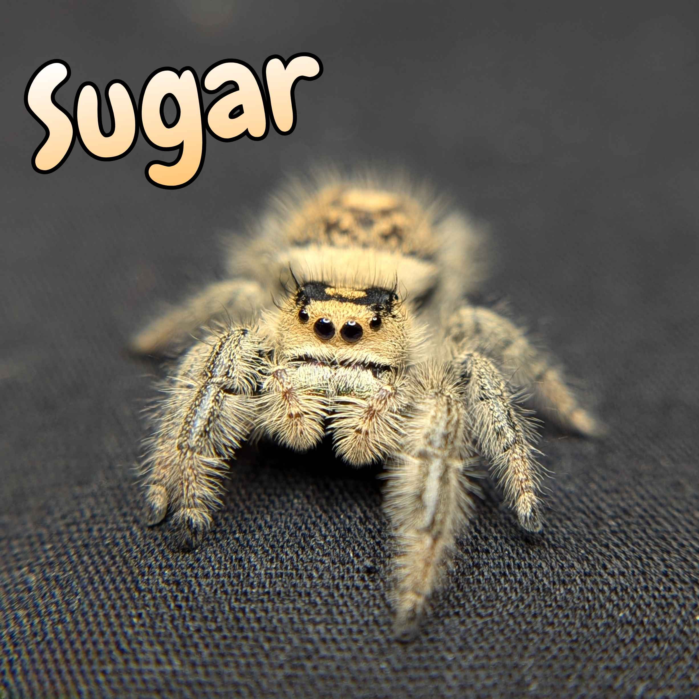 jumping spiders for sale