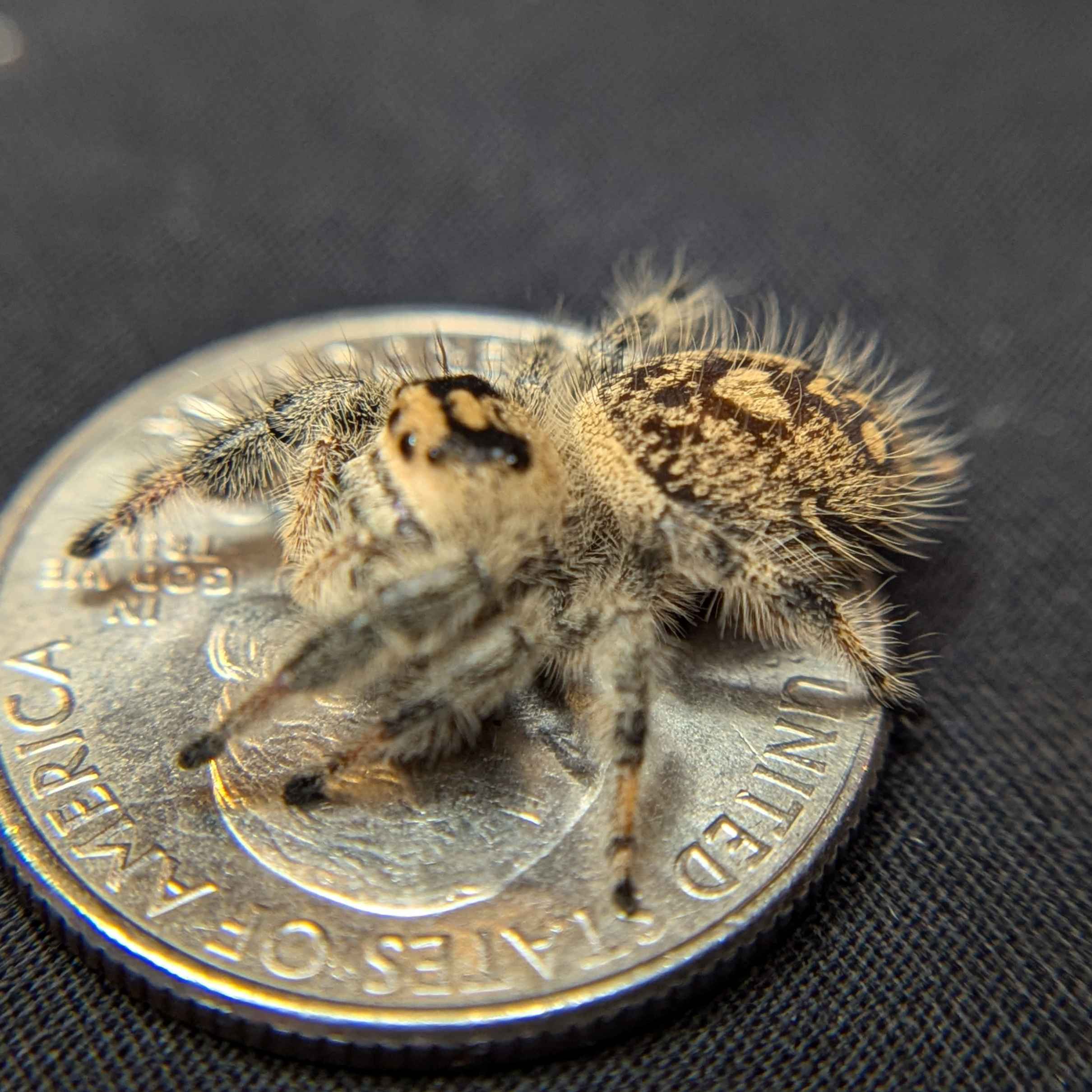 Regal Jumping Spider "Sugar"