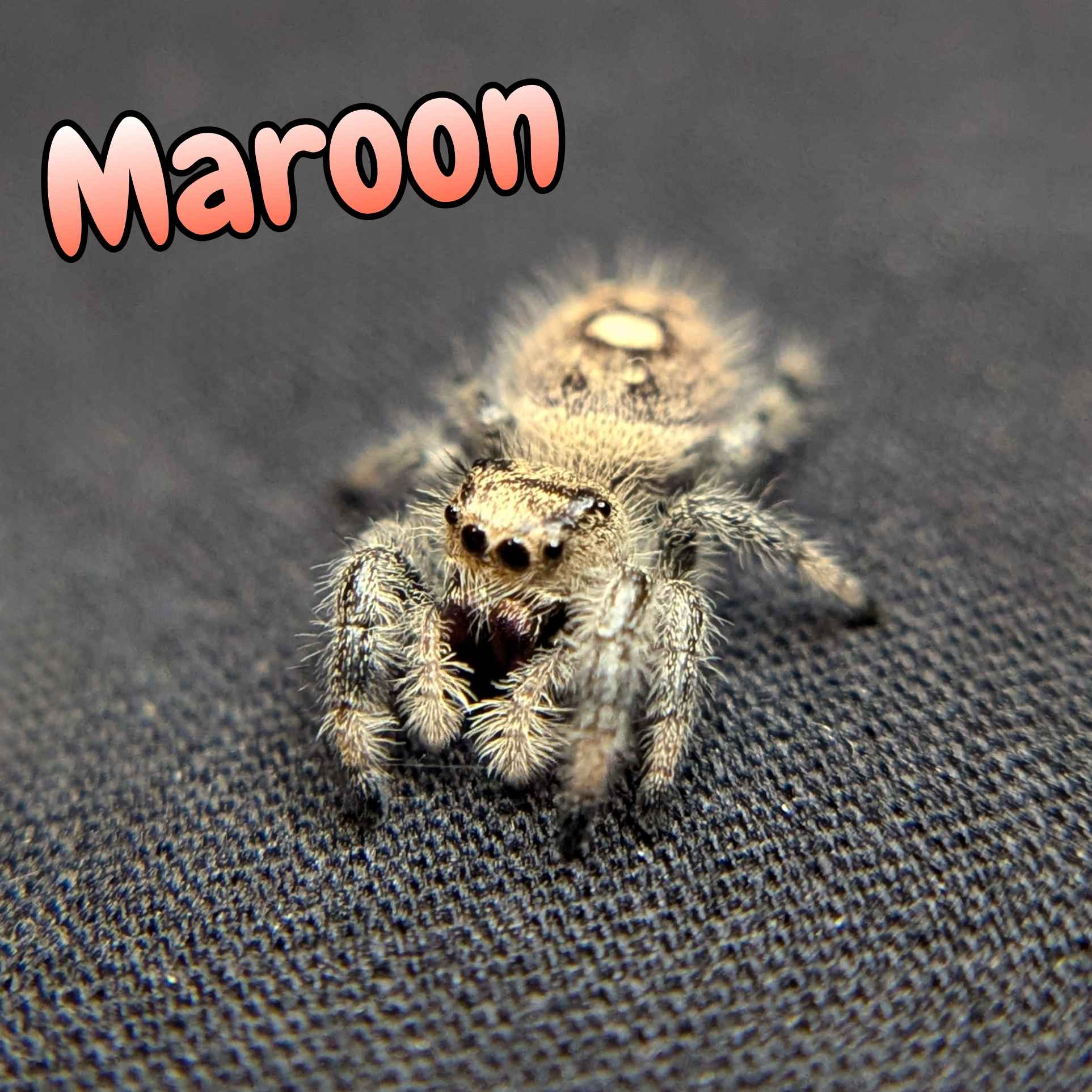 jumping spiders for sale