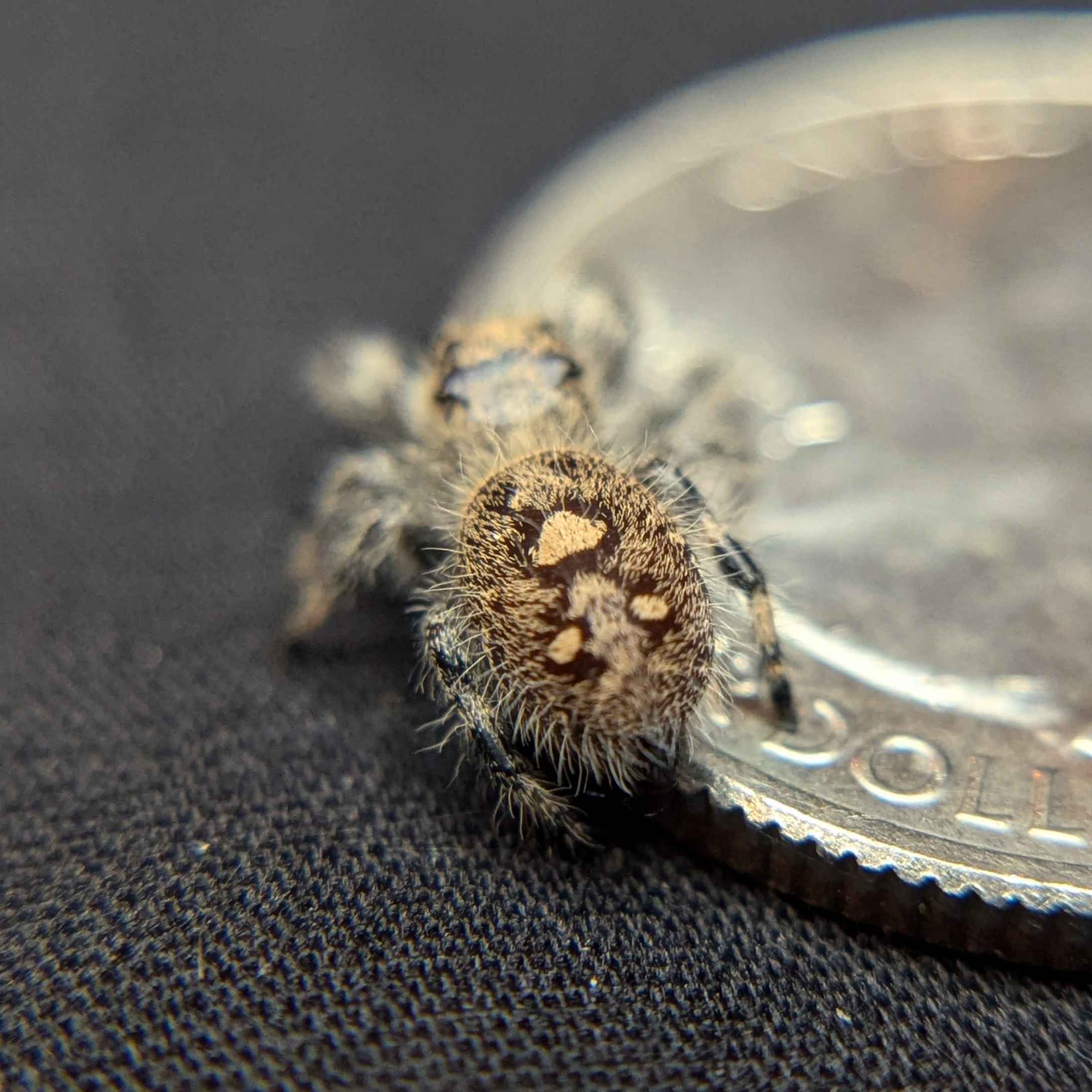 Regal Jumping Spider "Maroon"