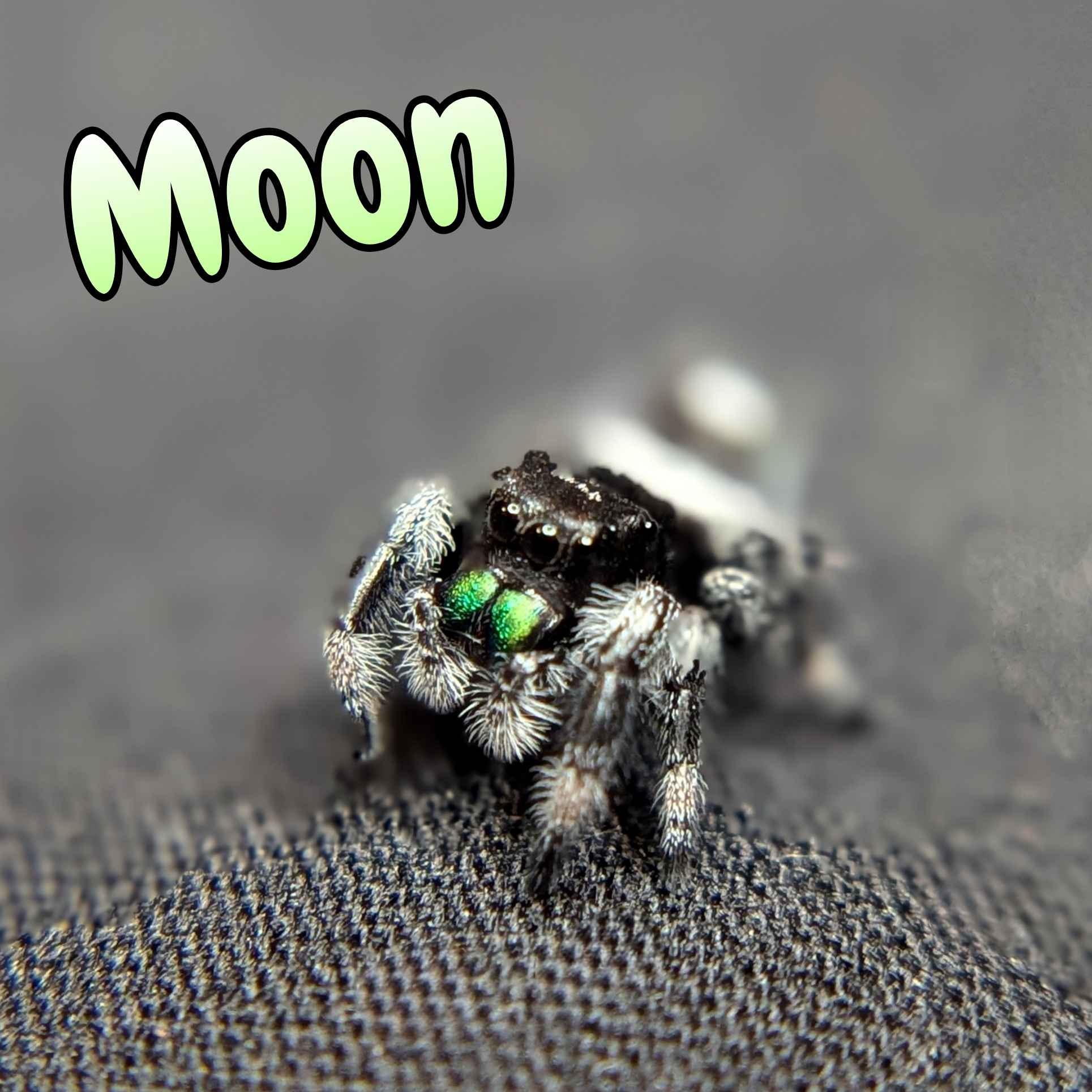 jumping spiders for sale