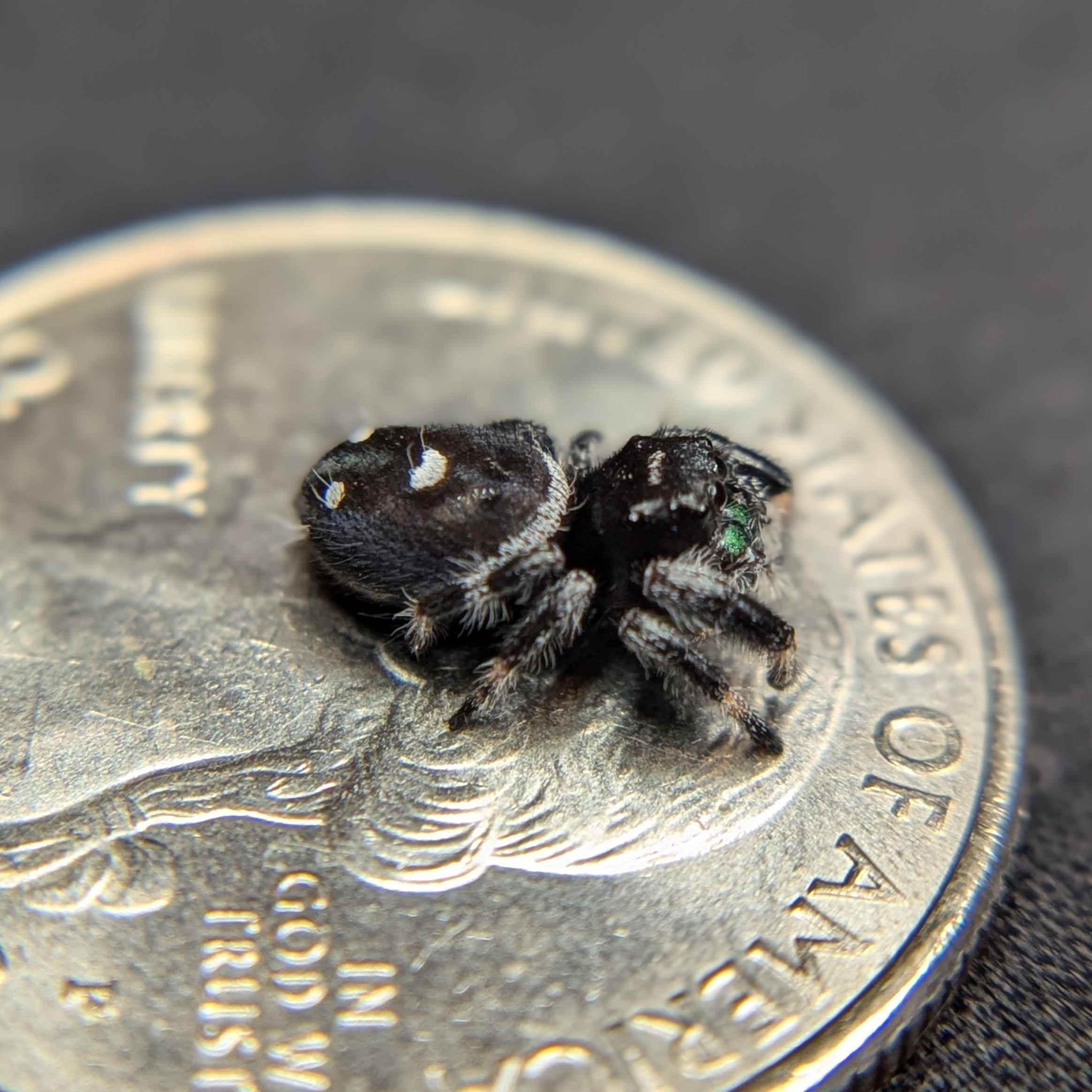 Male Regal Jumping Spider "Moon"