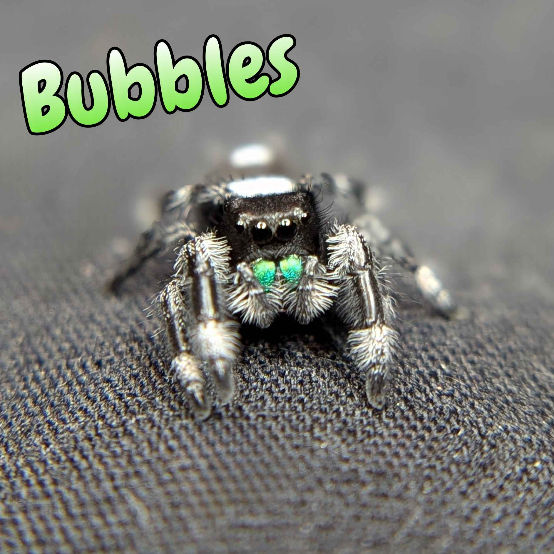 Regal Jumping Spider "Bubbles"