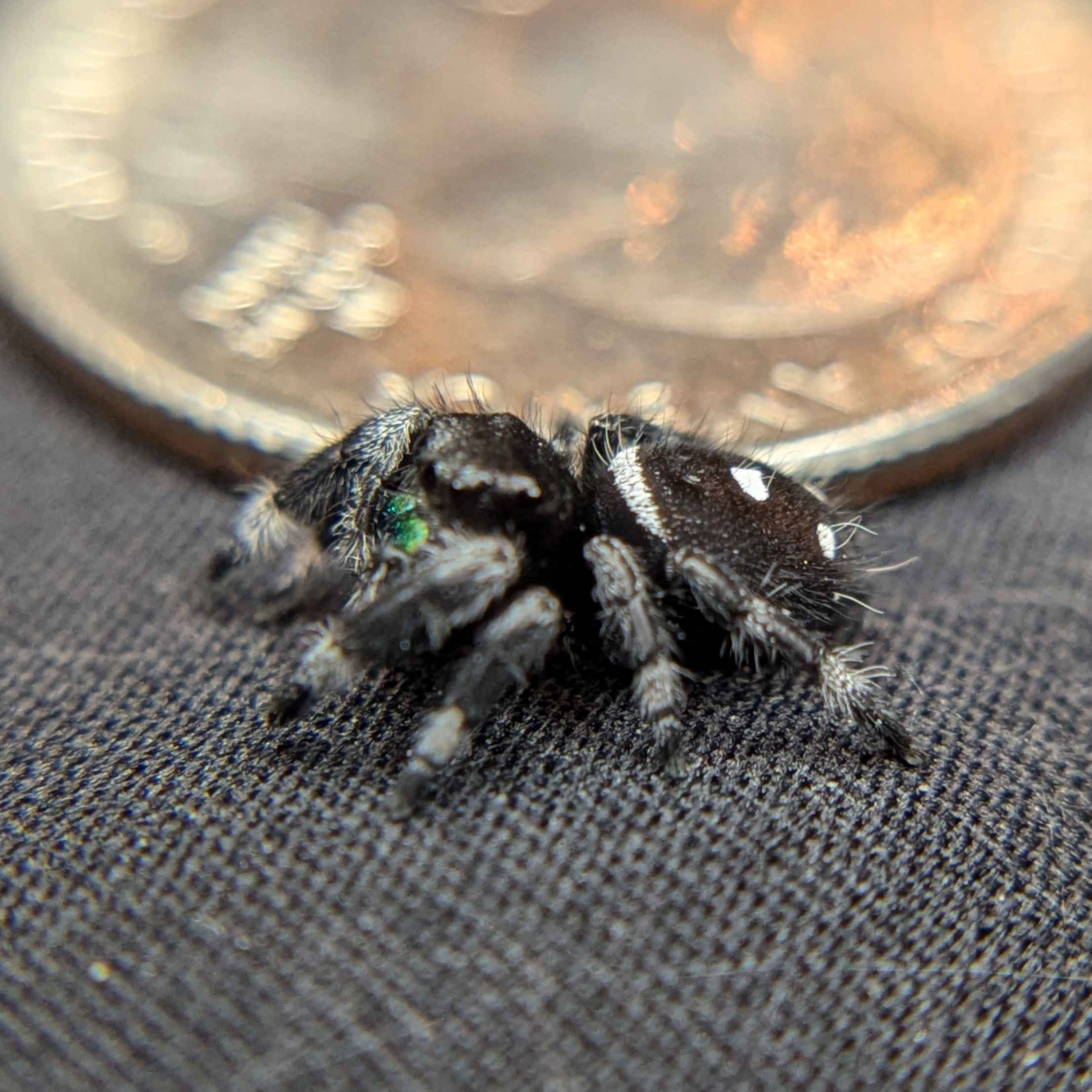 Regal Jumping Spider "Bubbles"