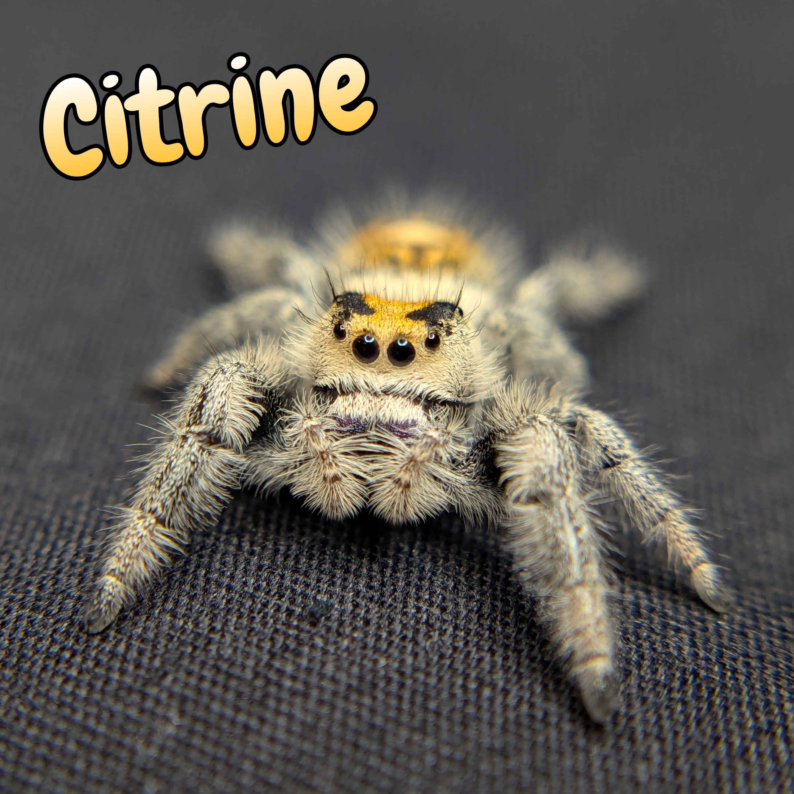 jumping spider for sale named citrine, front photo