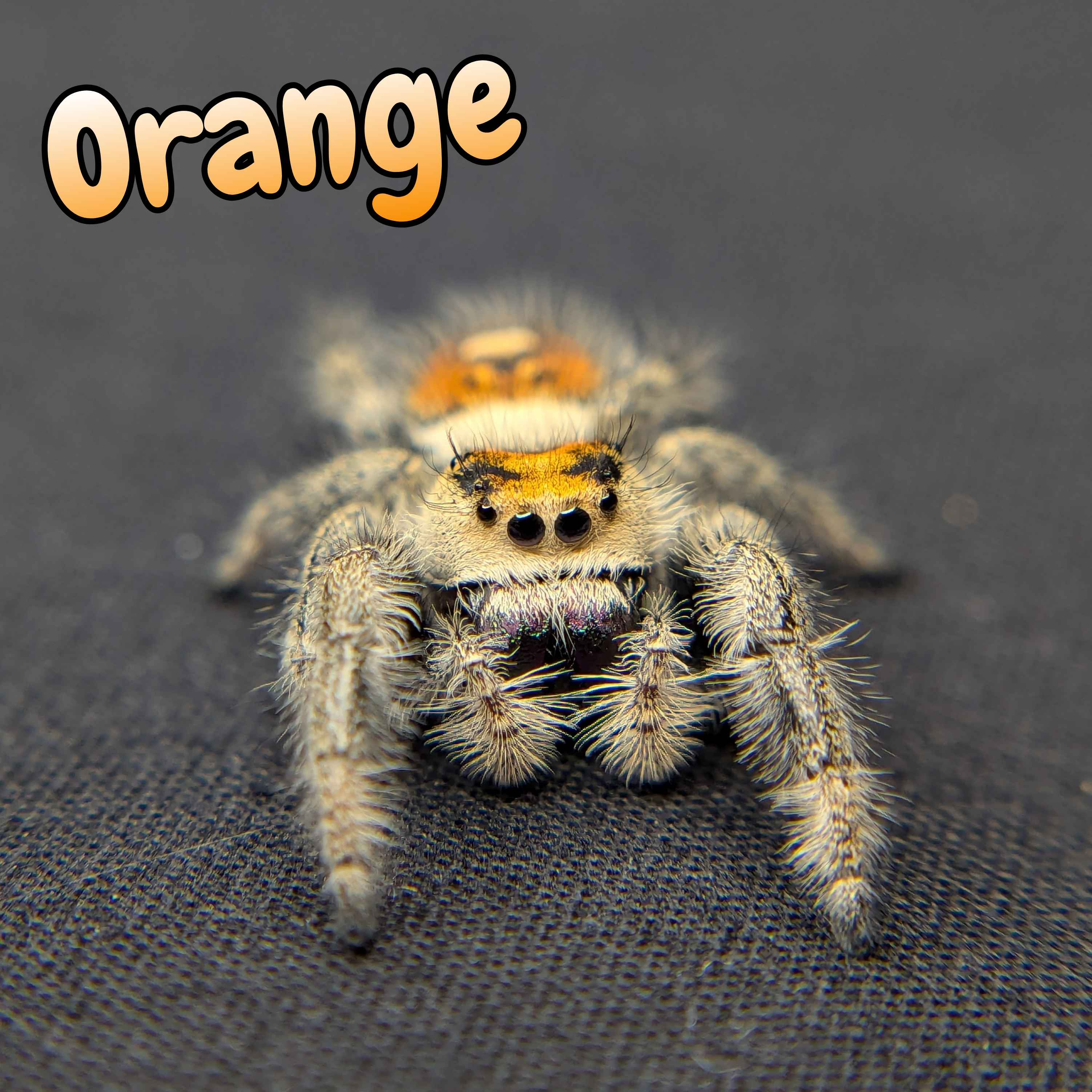 jumping spider for sale named orange, front view