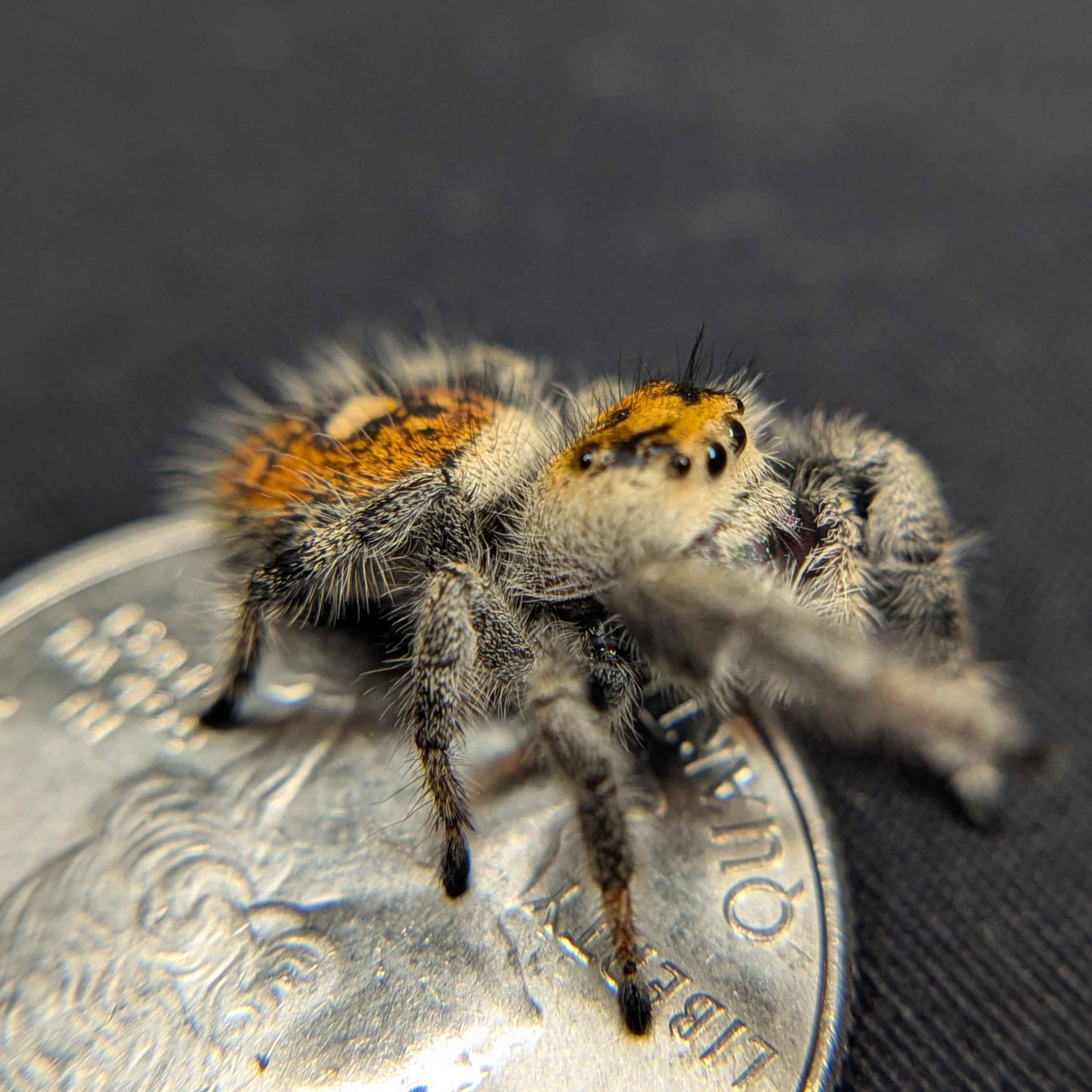 jumping spider for sale named citrine, back view