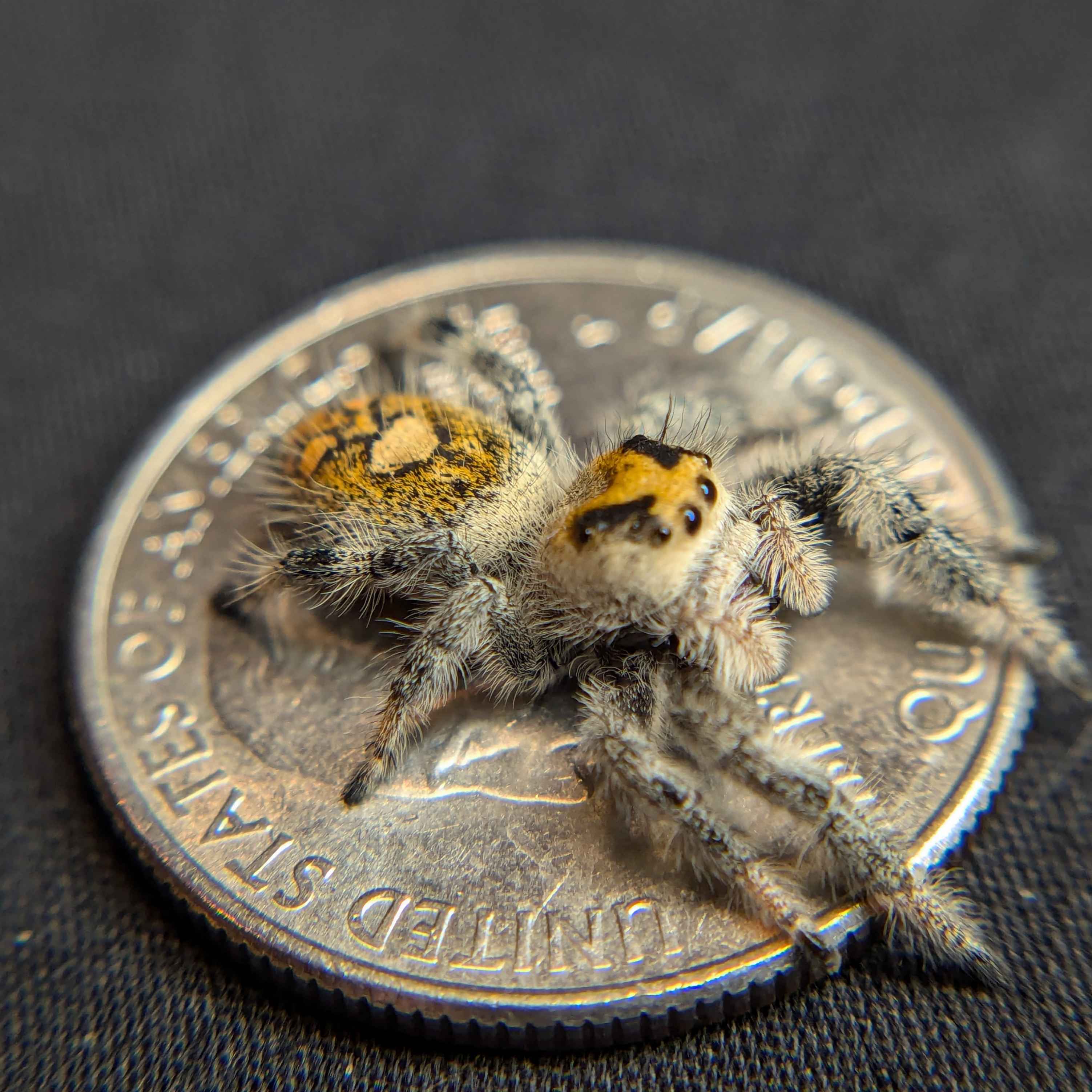 jumping spider for sale named orange, back view