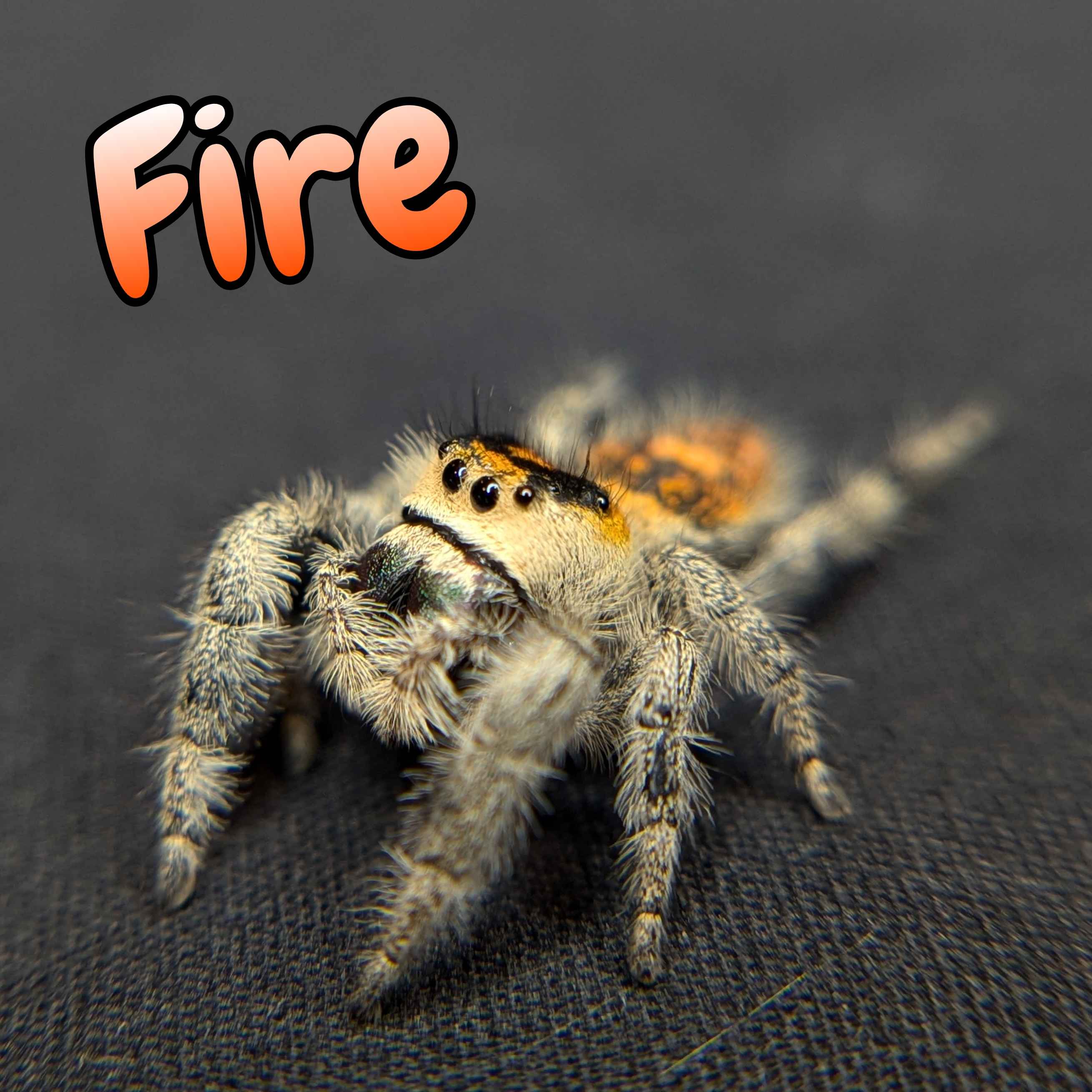 jumping spider for sale, front view