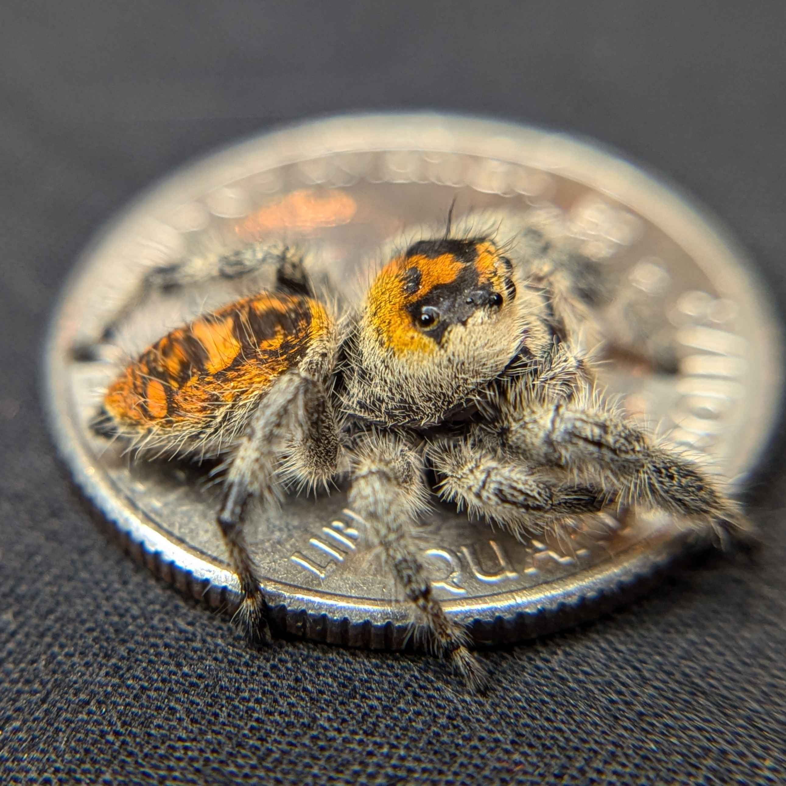 jumping spider for sale, back view