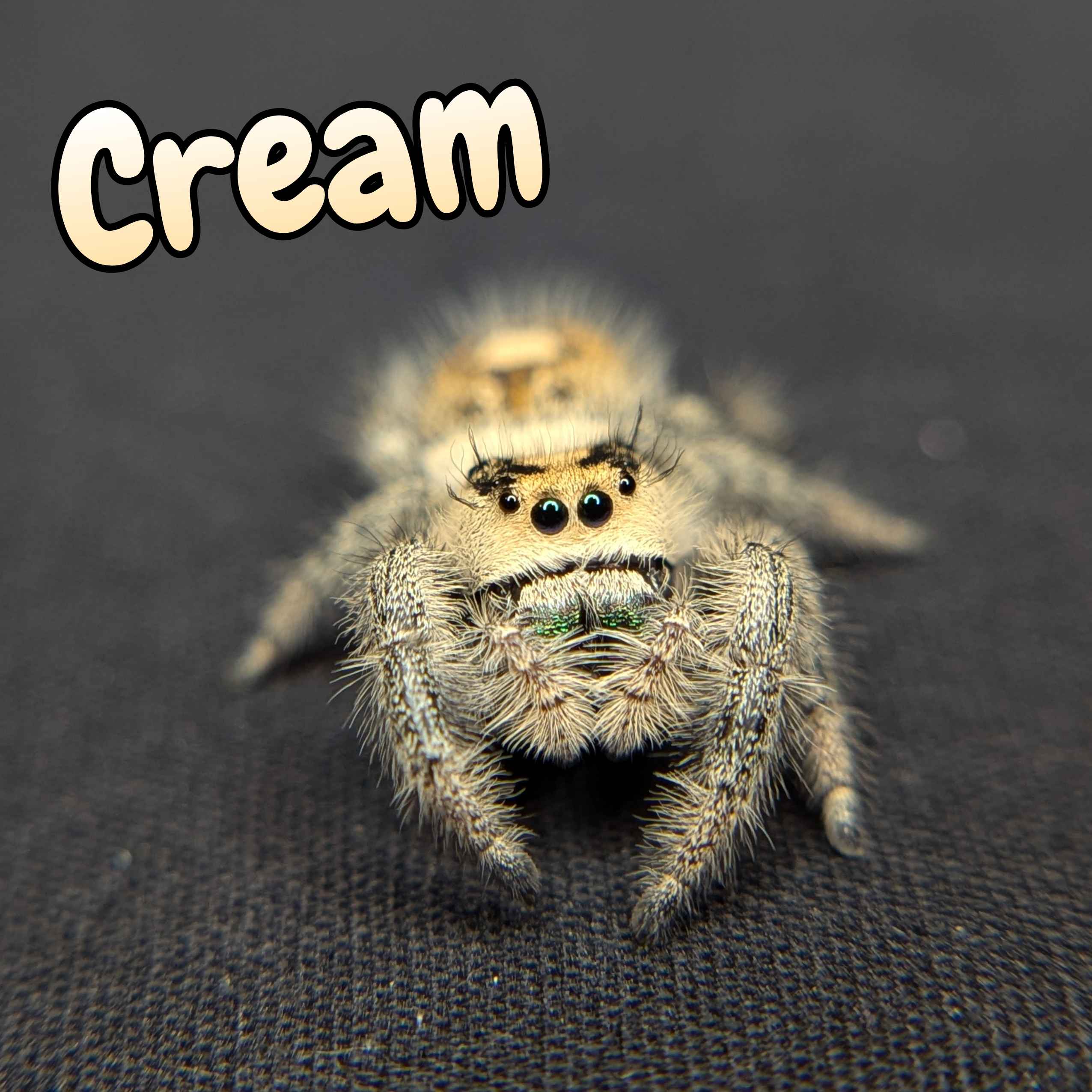 Regal Jumping Spider "Cream"