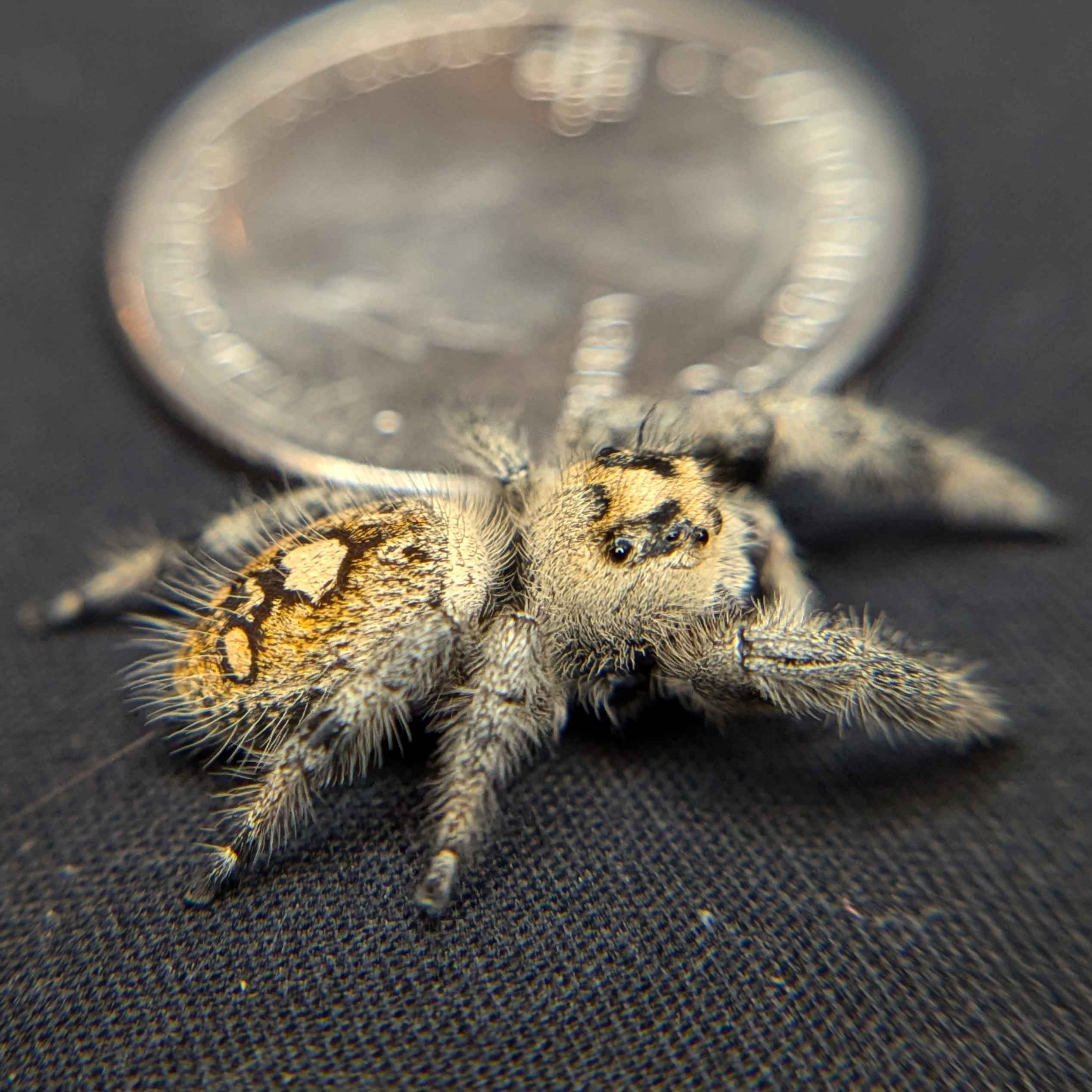 Regal Jumping Spider "Cream"