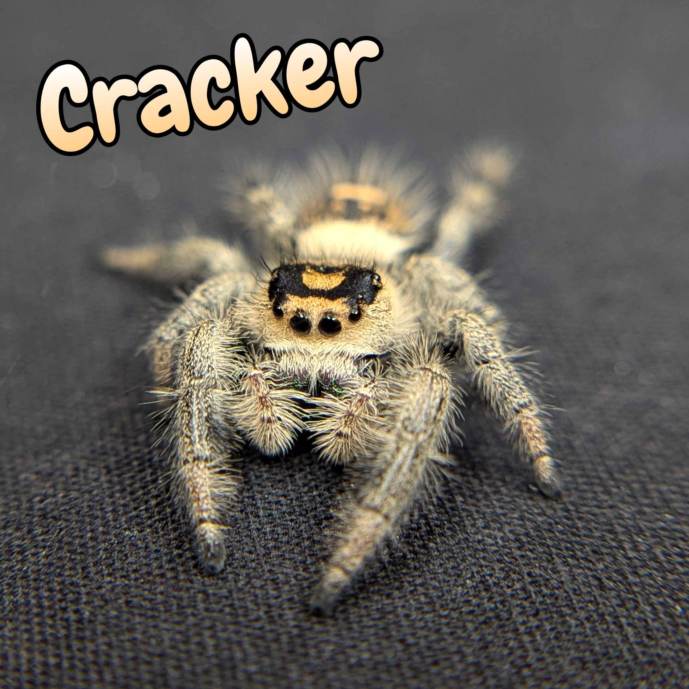 jumping spider for sale named cracker front view