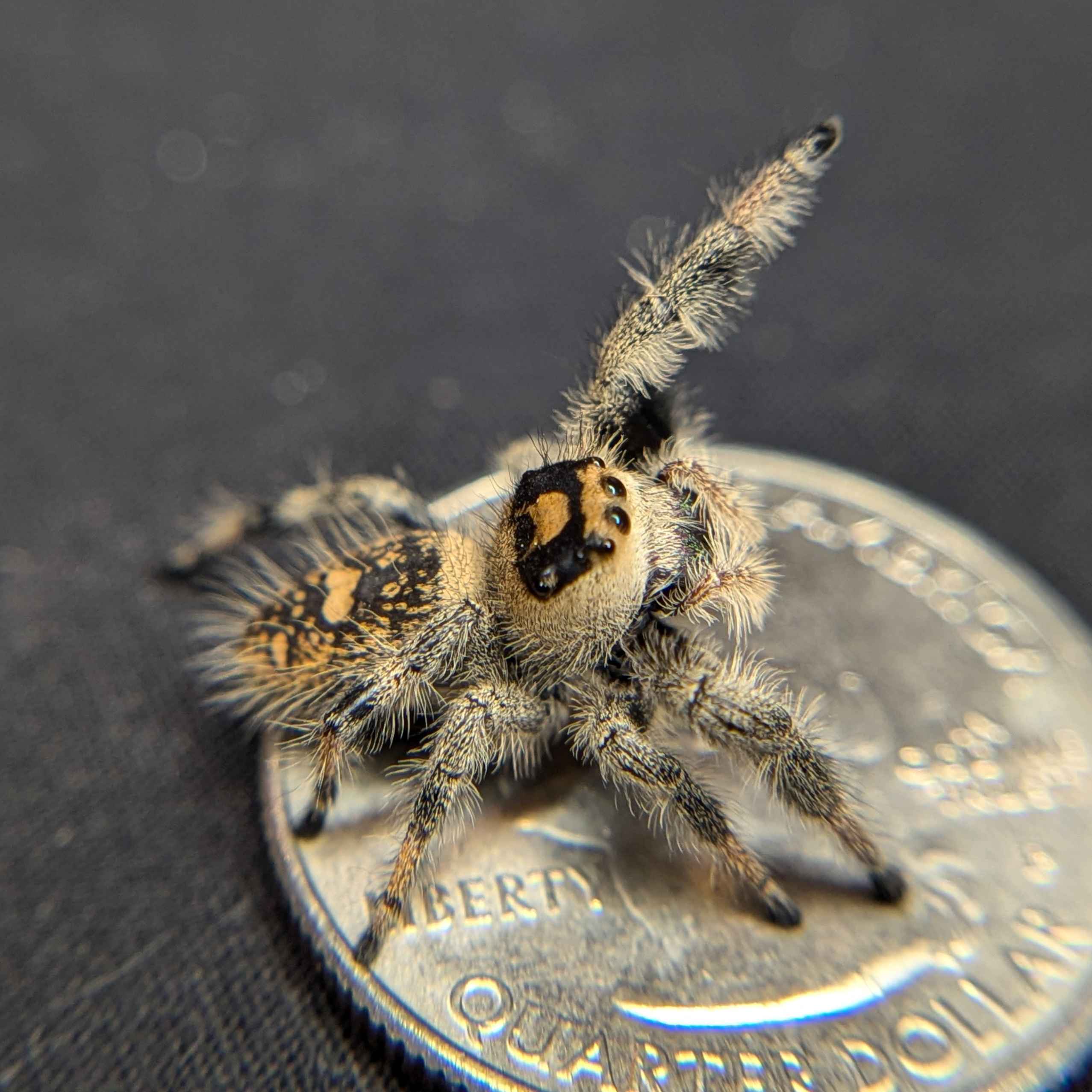 jumping spider for sale back view