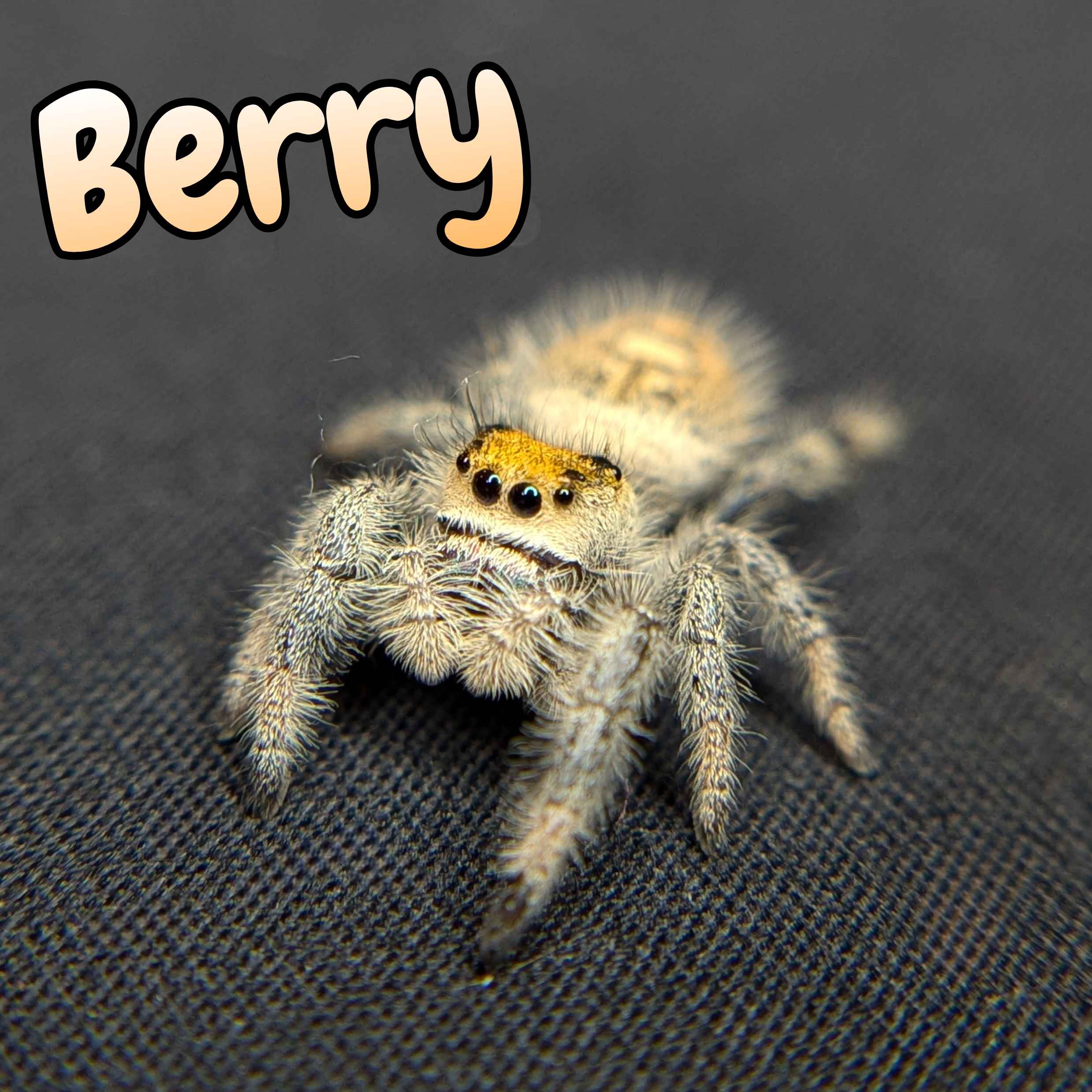 jumping spider for sale, berry, front view