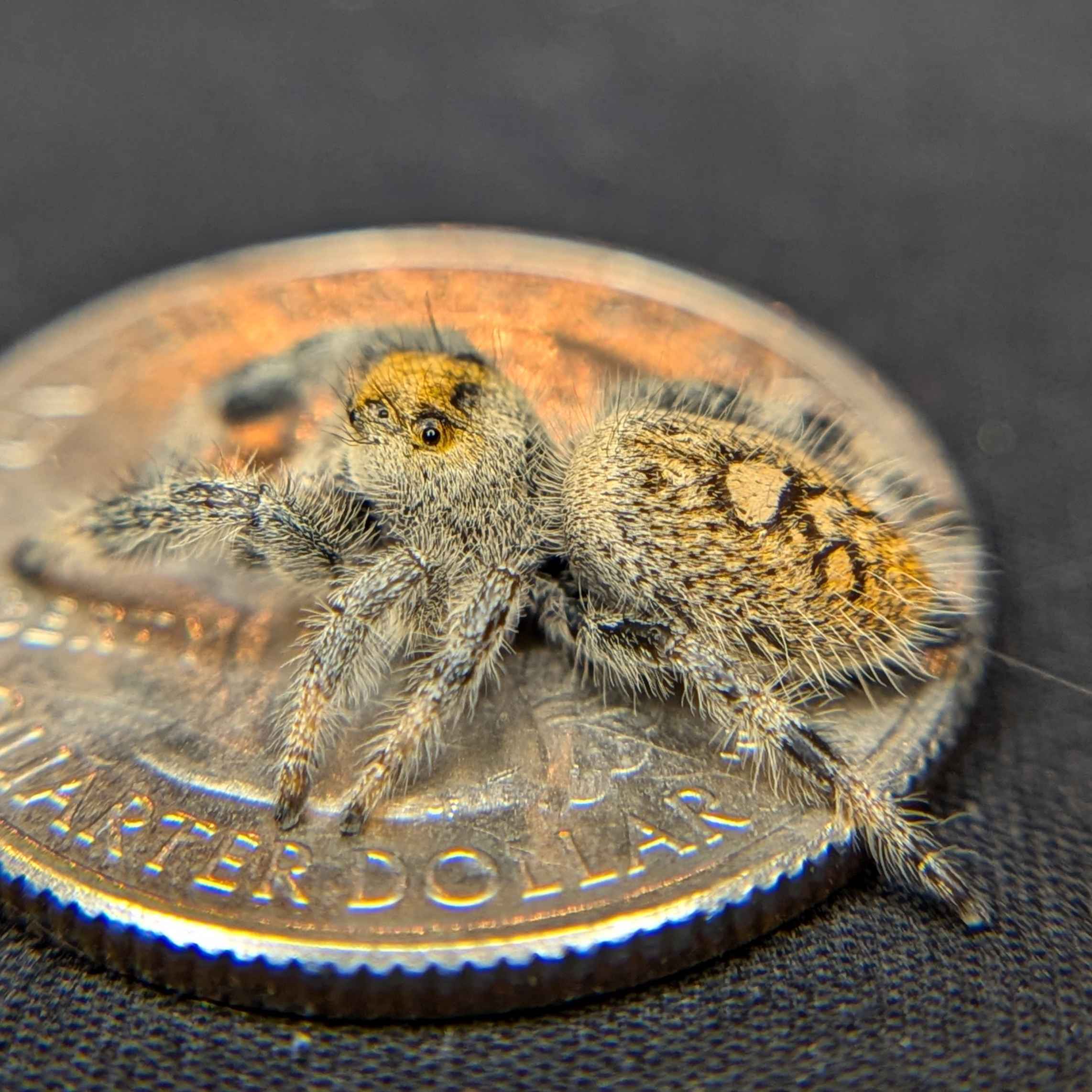 jumping spider for sale berry, back view