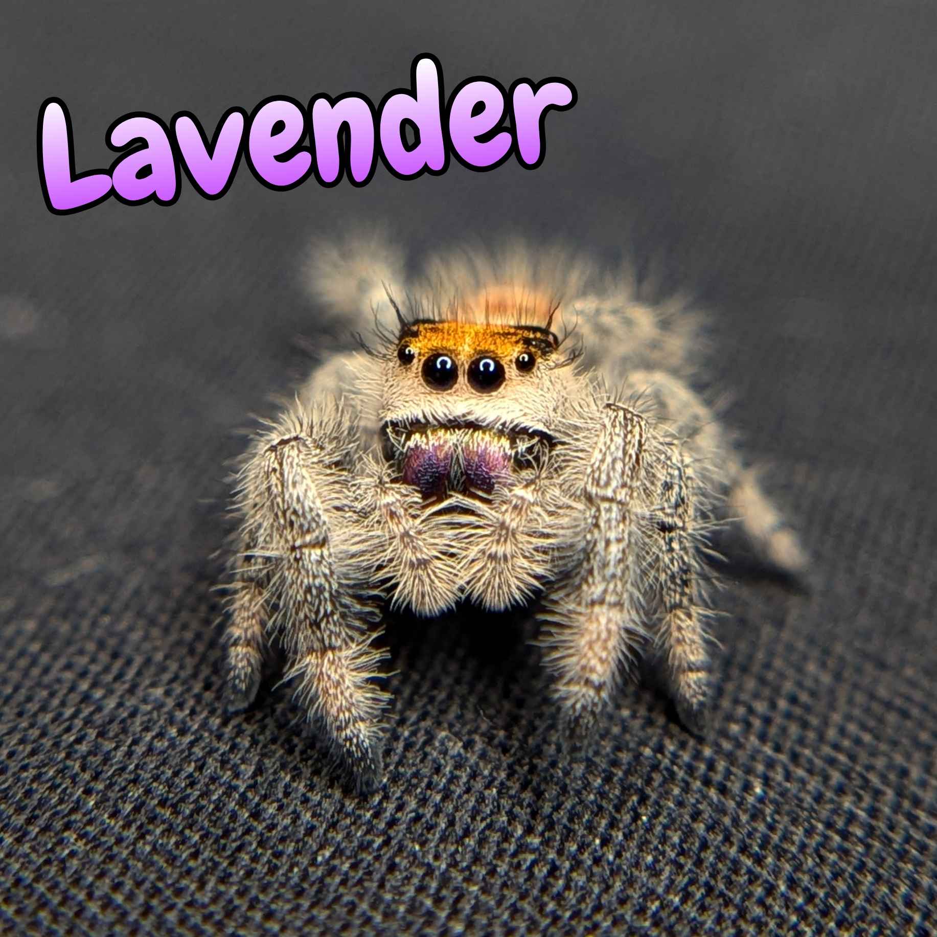 jumping spider for sale named lavender, front view