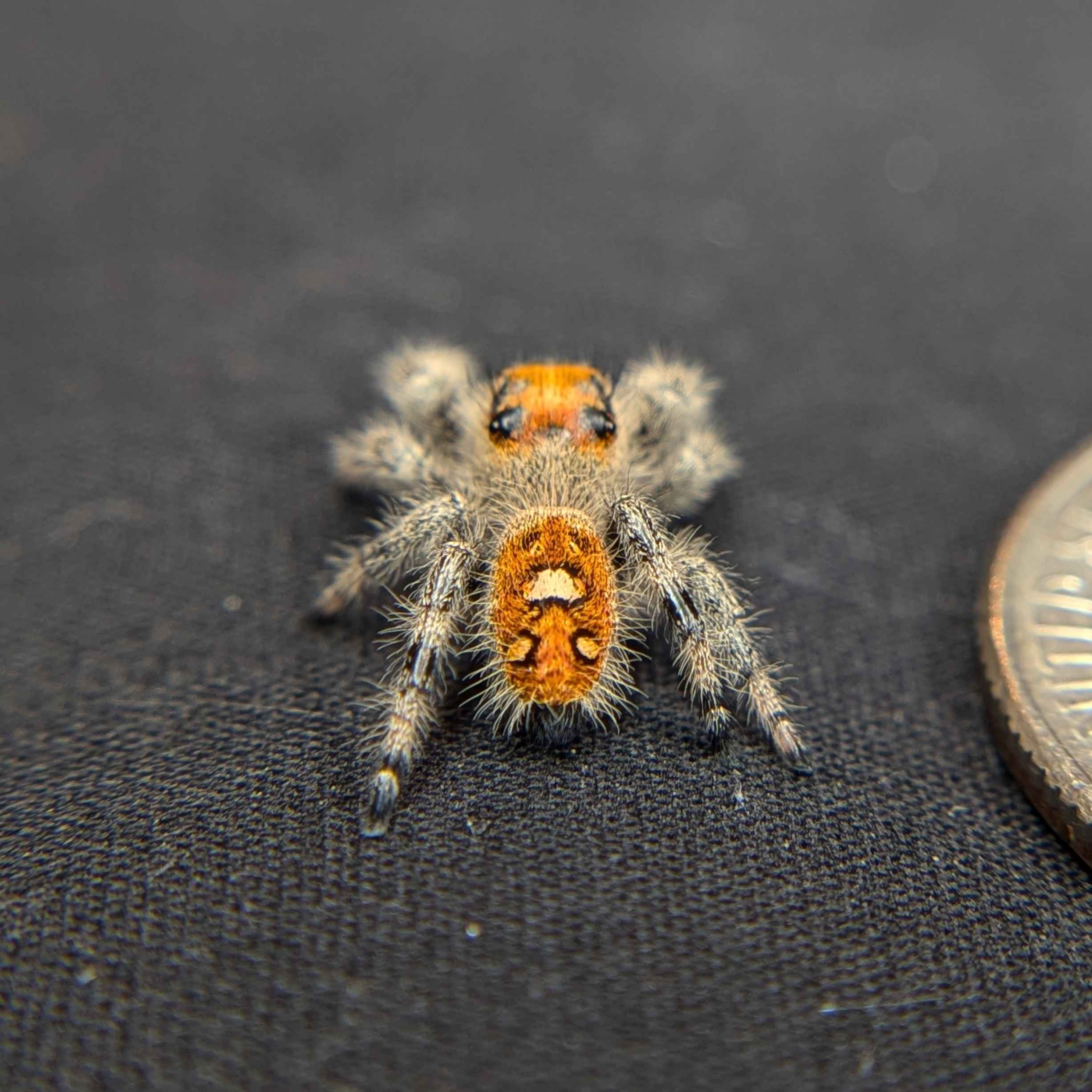 jumping spider for sale named lavender, back view